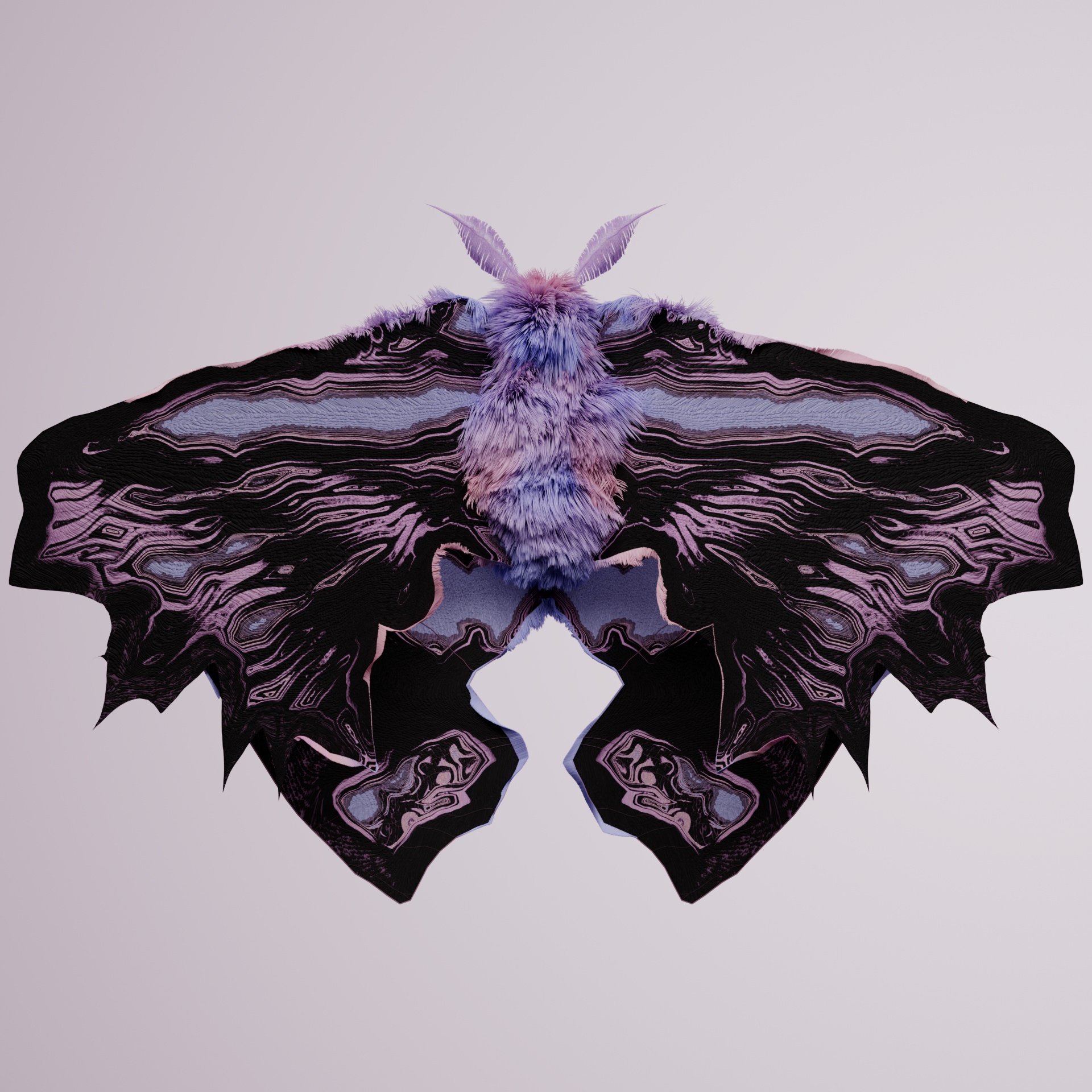 Lepidopterayrna patagerus