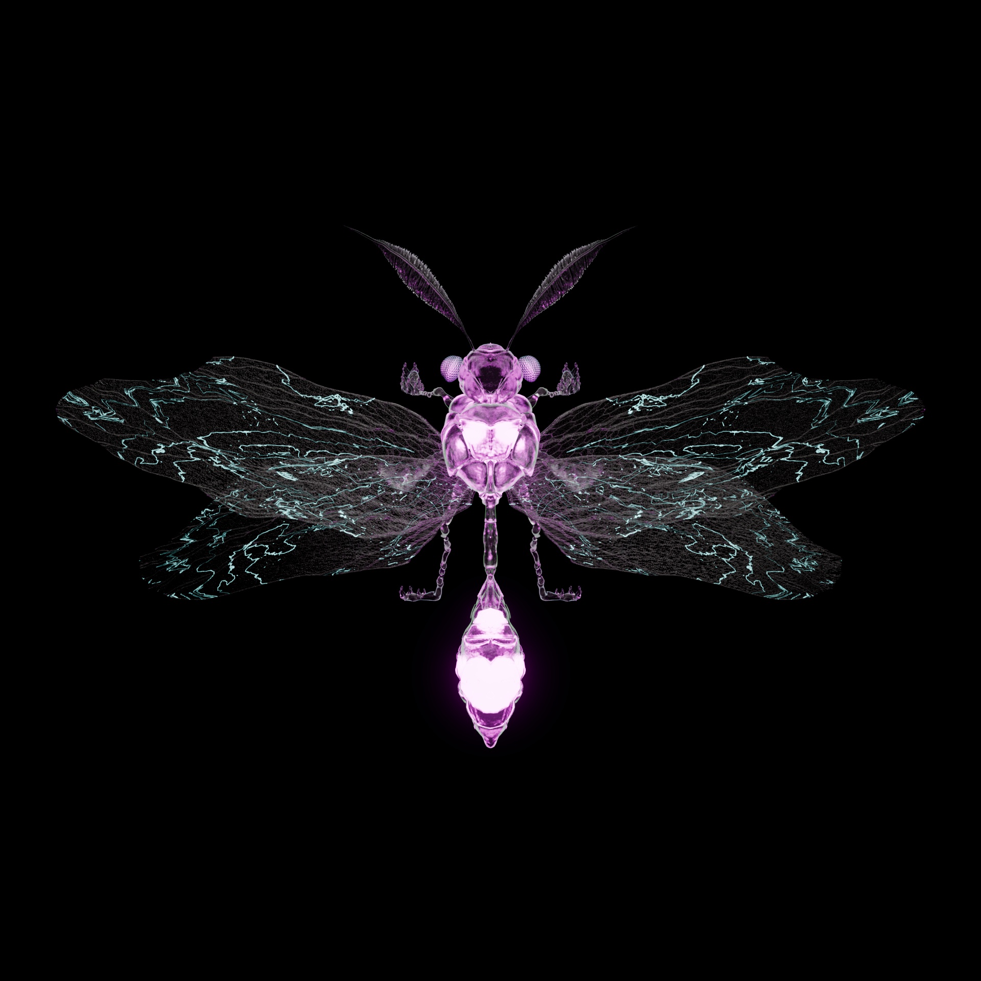 Anisopteraigator tetrans
