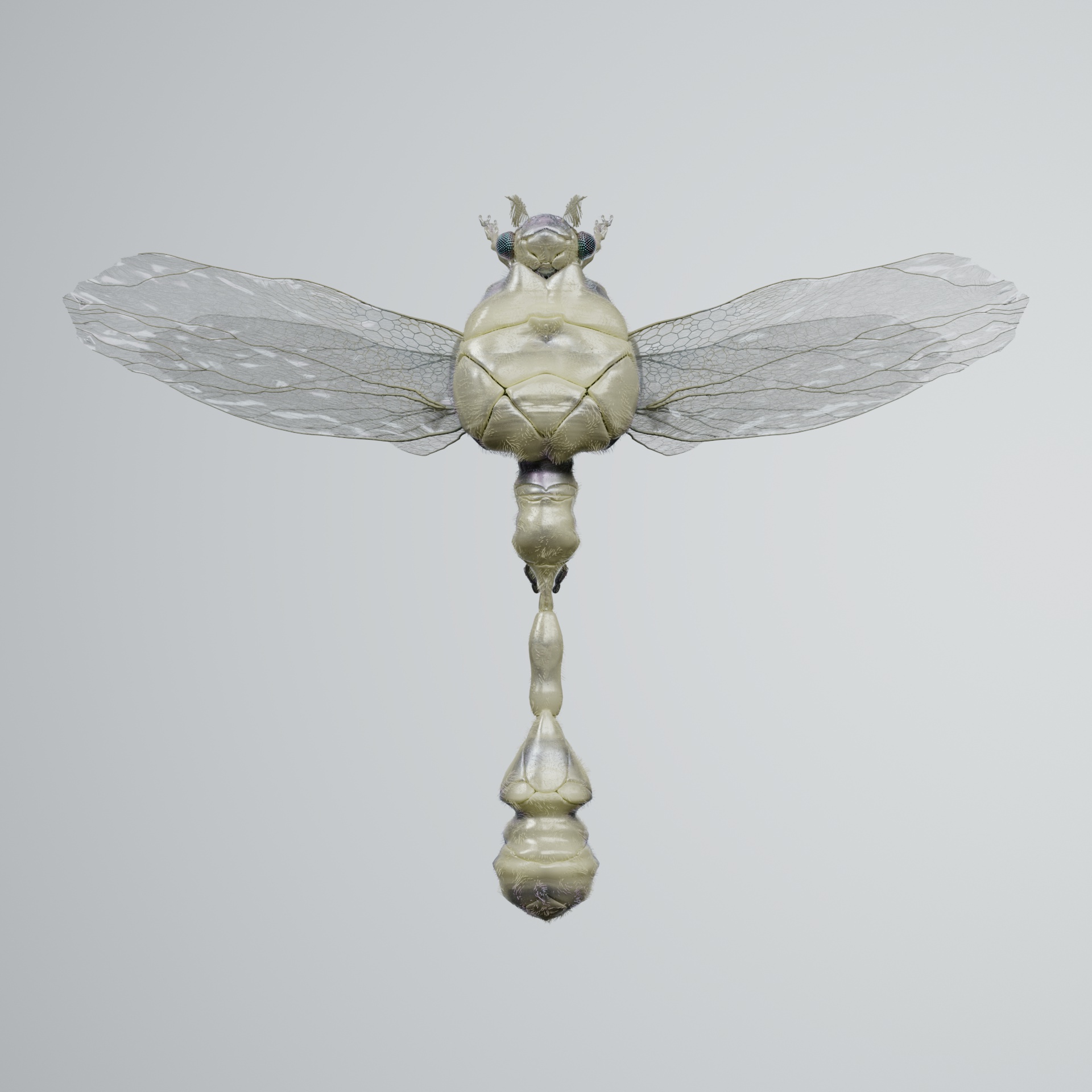 Anisopteracerritulus zygoura