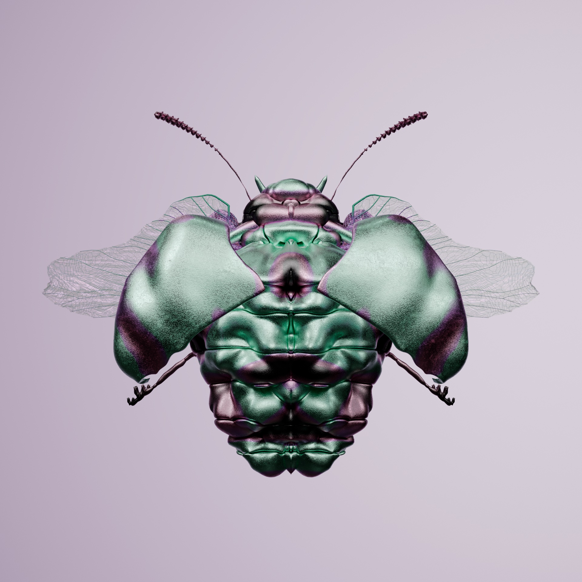 Coleopterapinguis brachalus