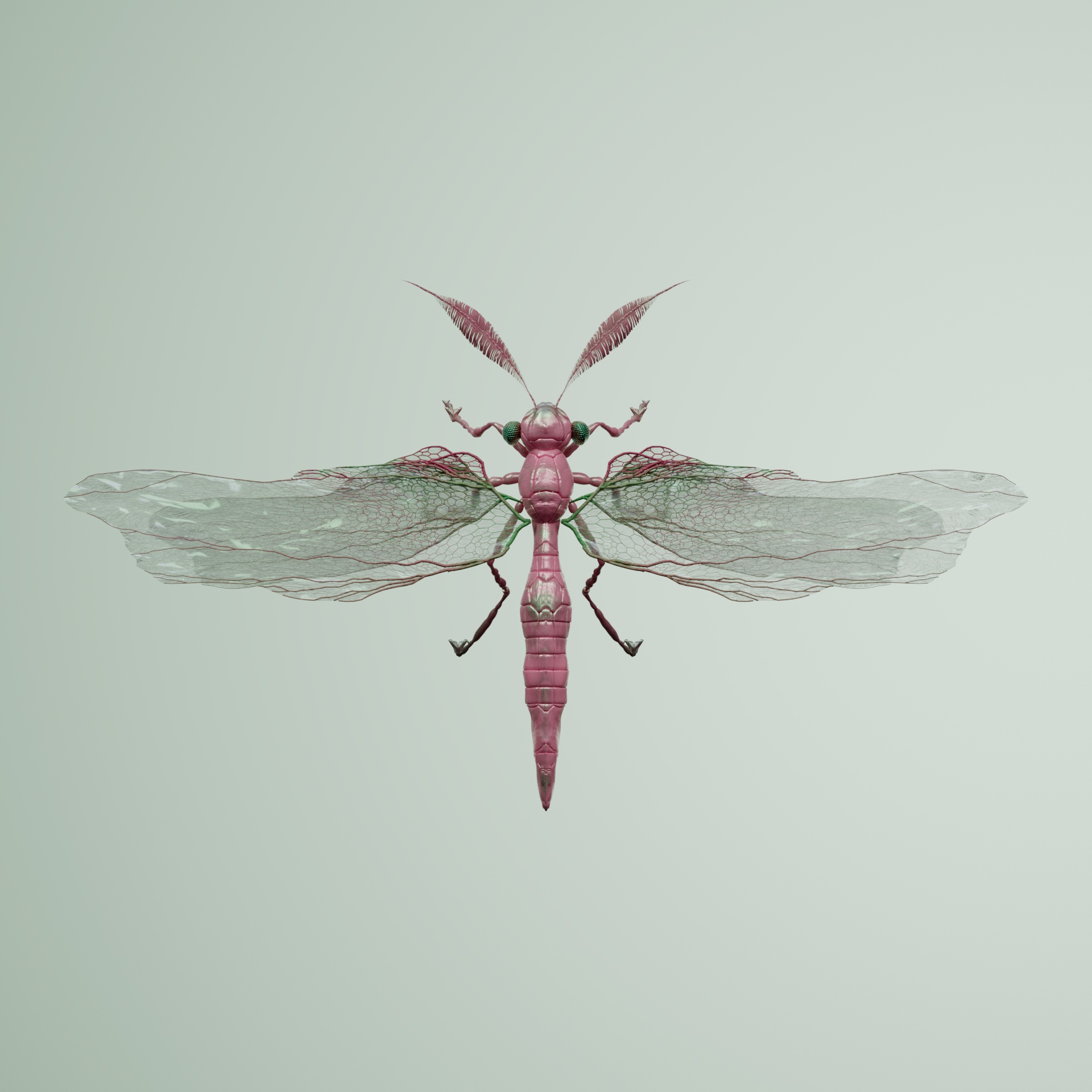 Anisopterapinguis taxisii