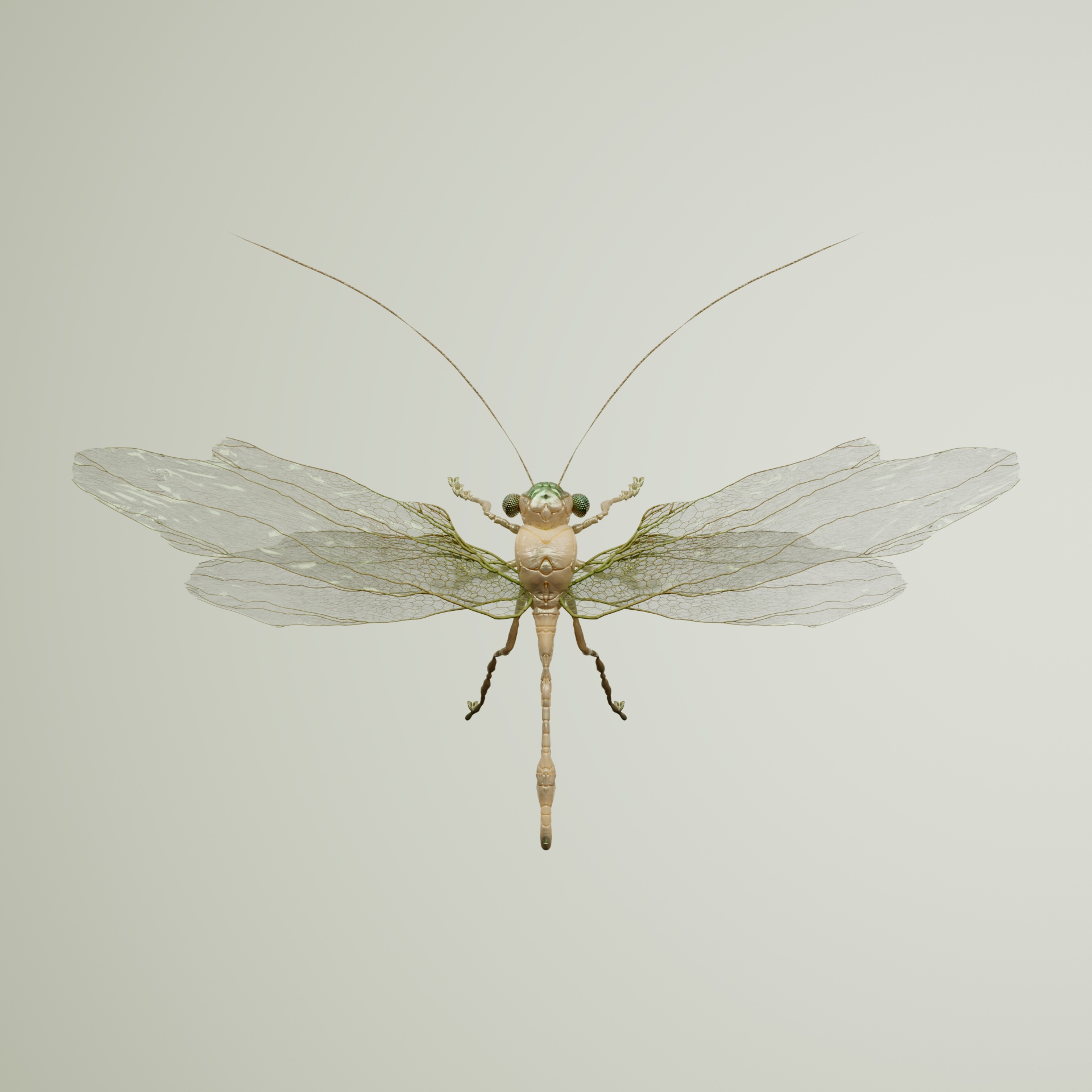 Anisopteraodactylus cameliae
