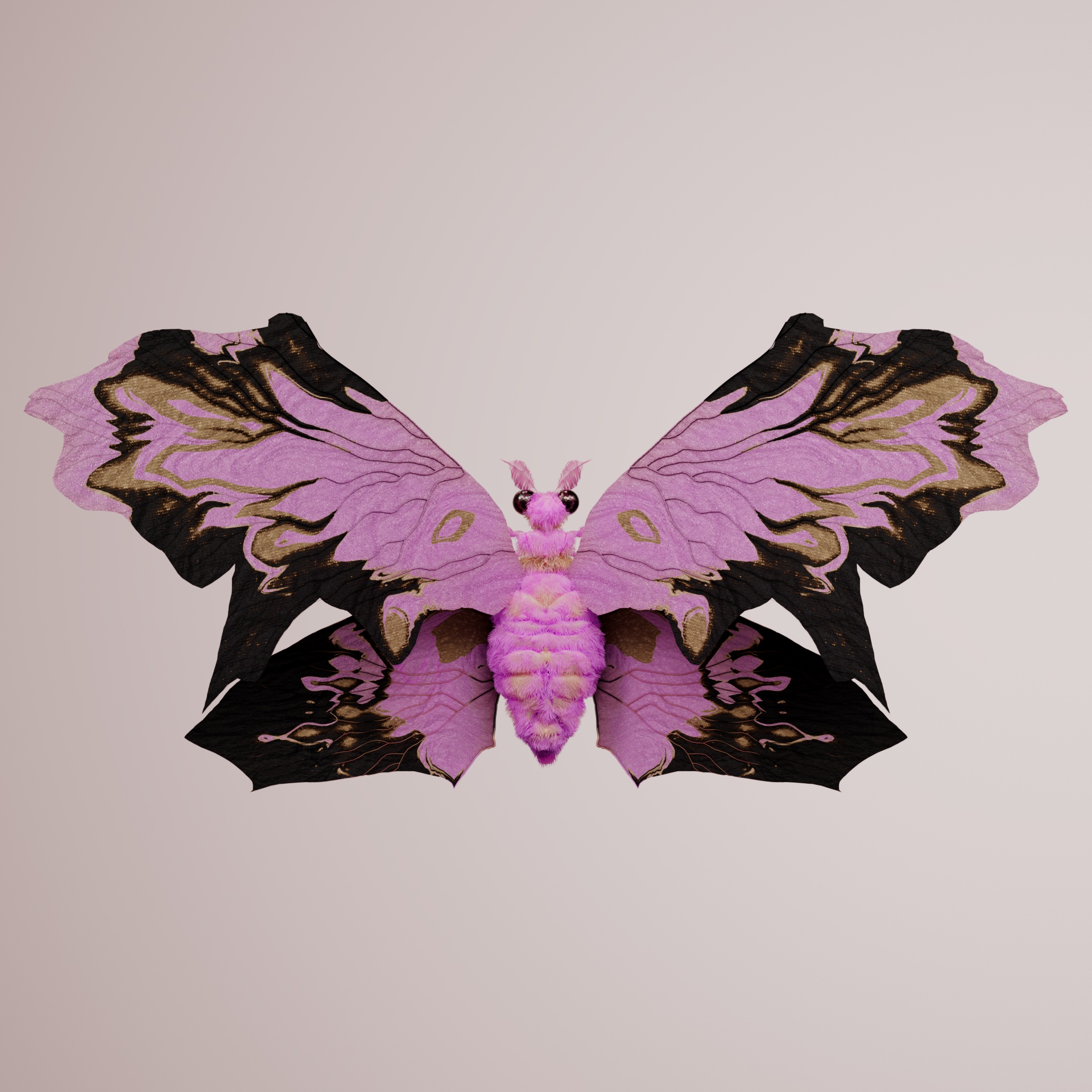 Rhopaloceraictis fragius