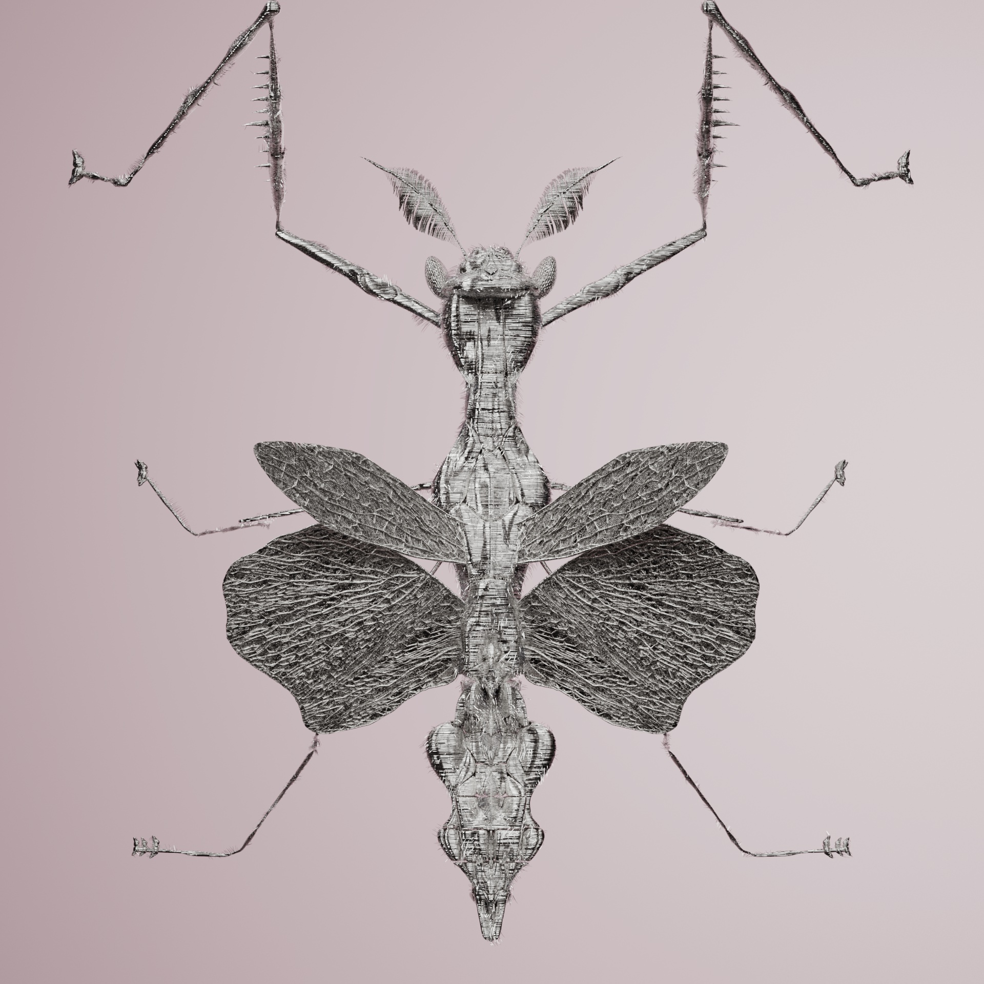 Mantodeaocampa lagotrallus