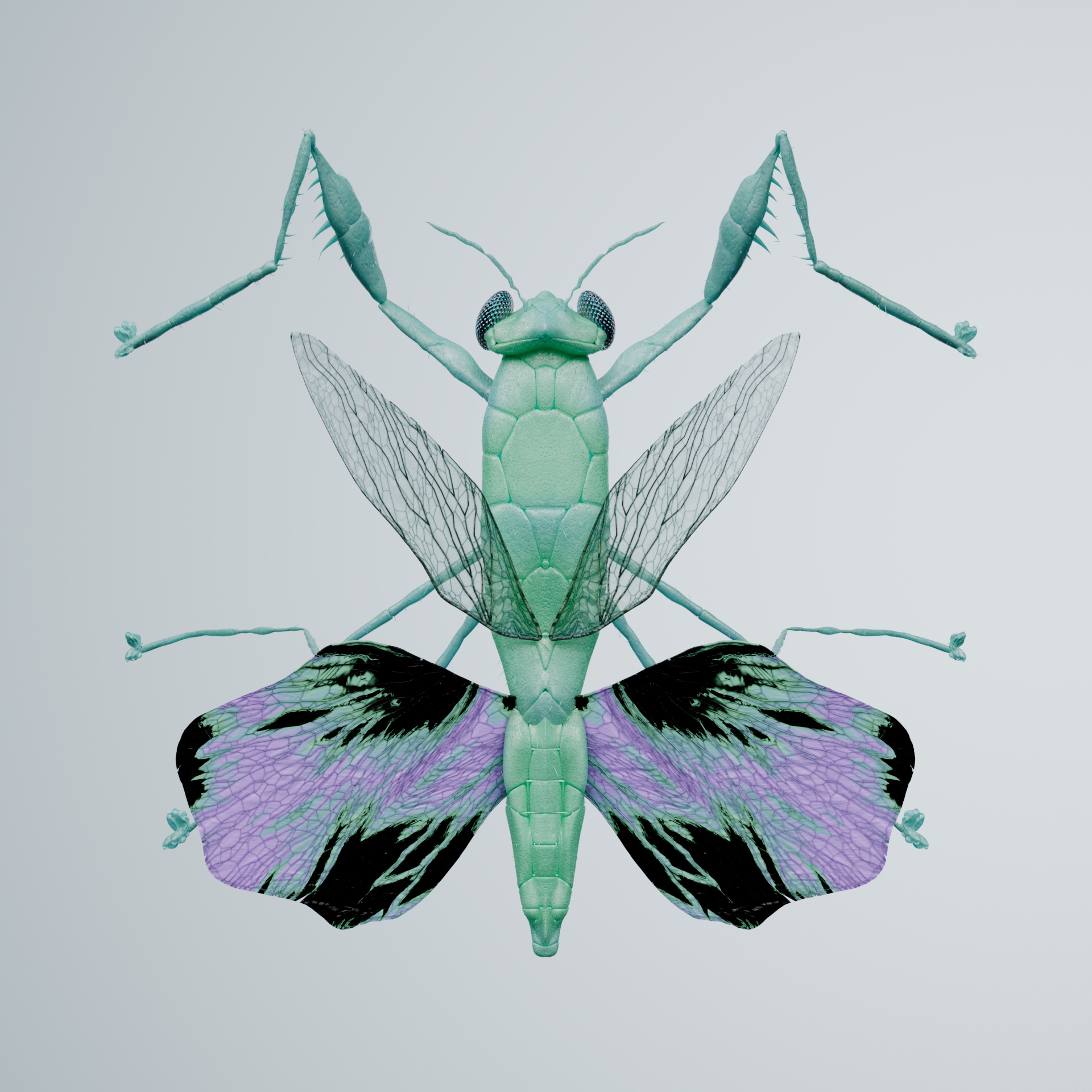 Mantodeaiscus strampus