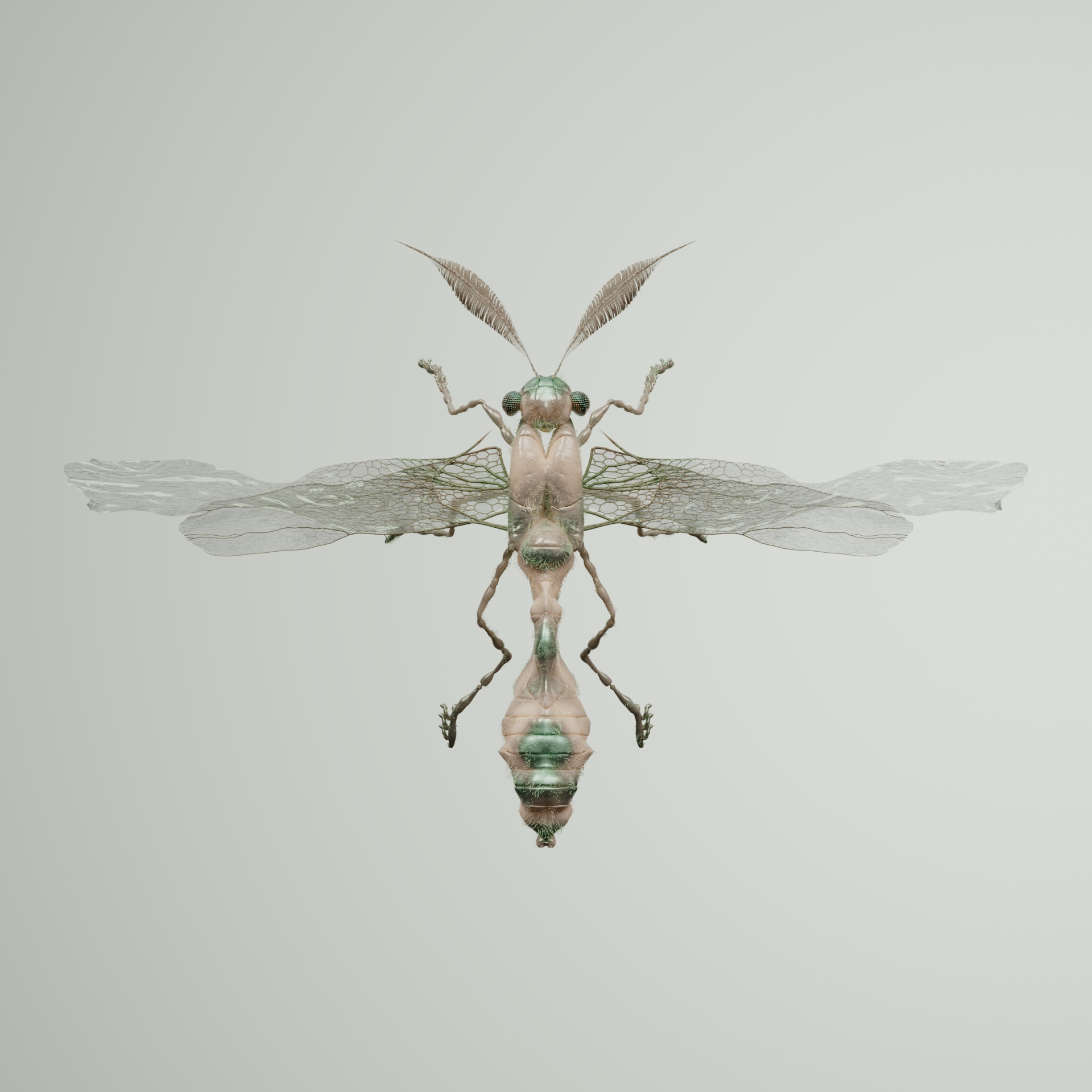 Anisopteraotamus indea
