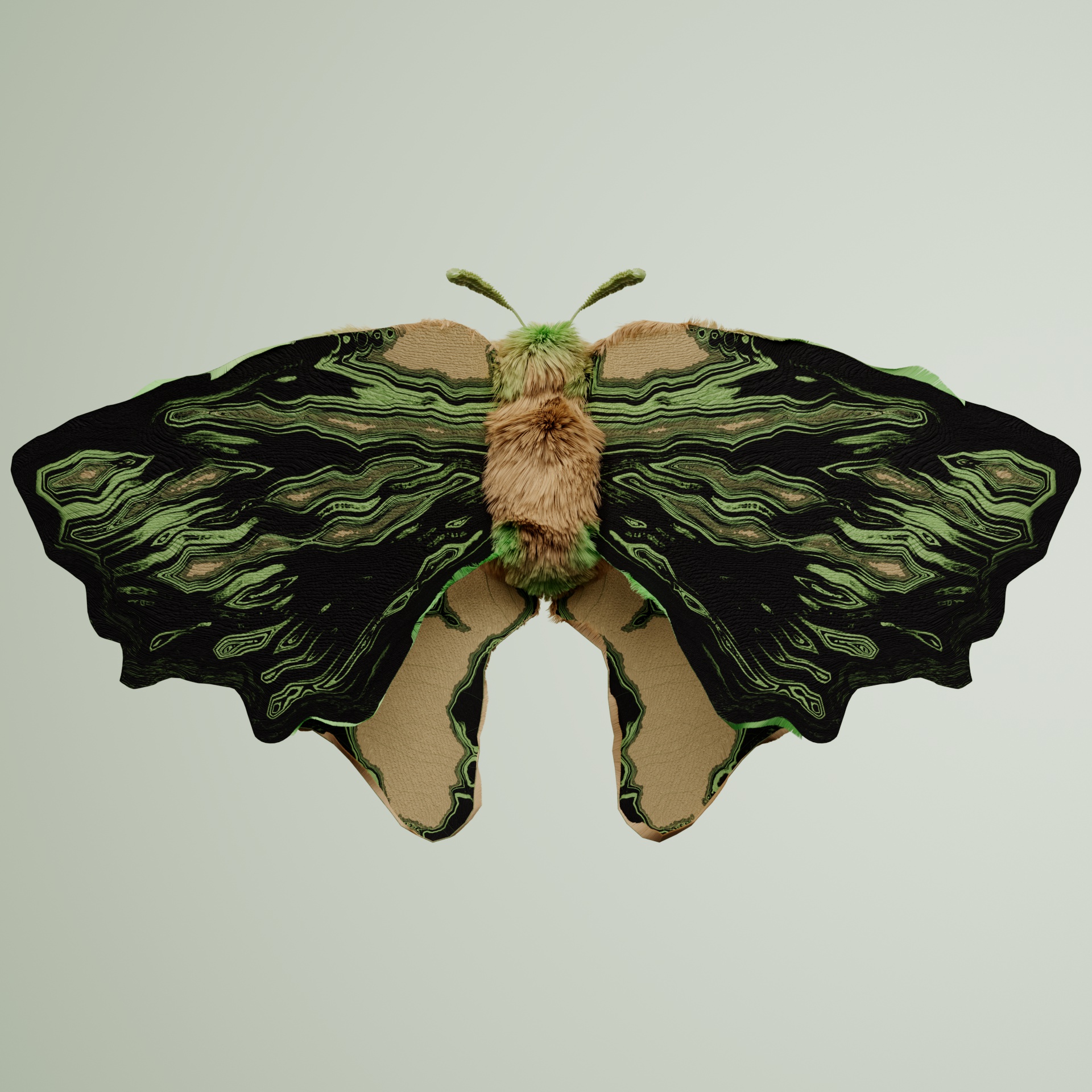Lepidopteracerritulus mephofa