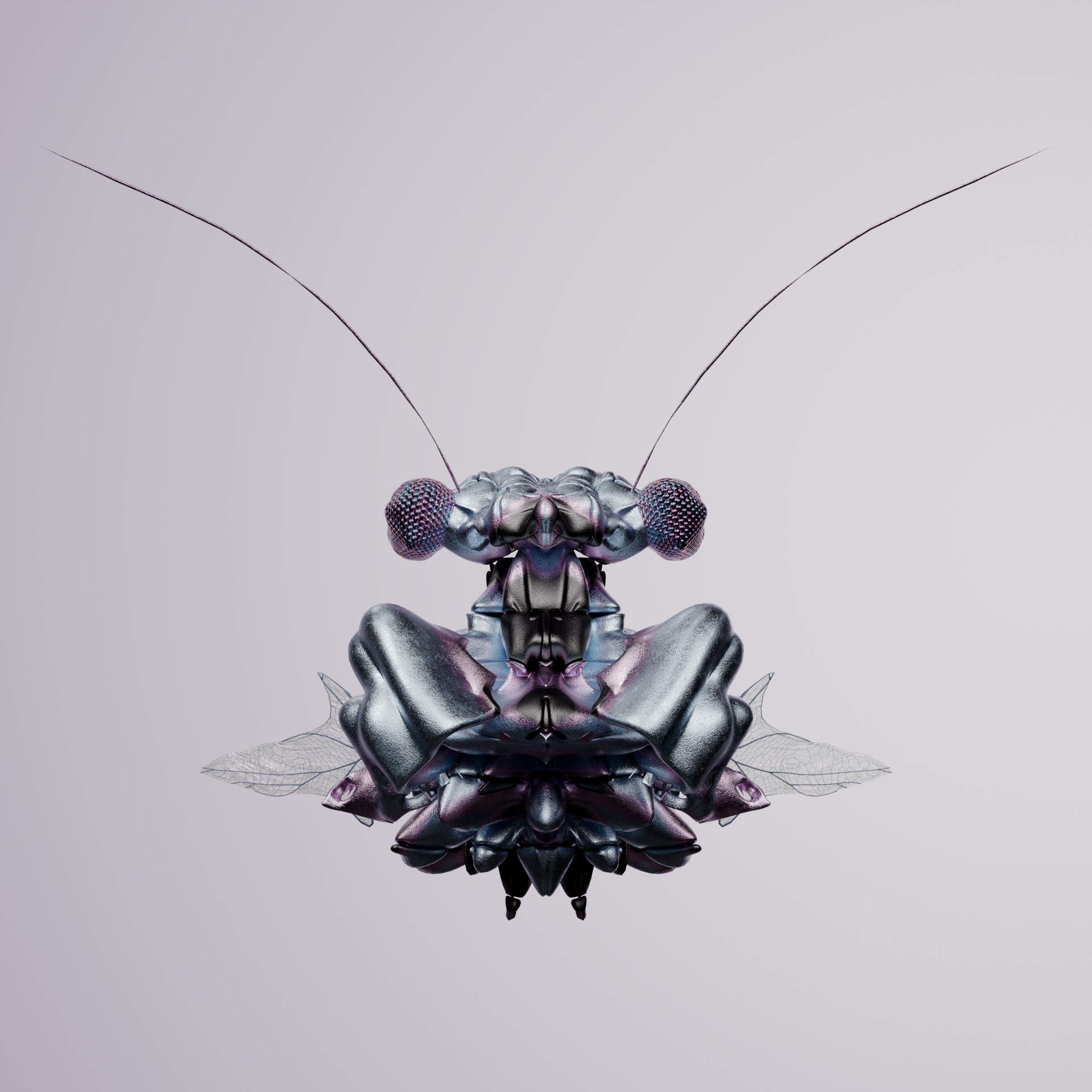 Coleopteracerritulus hoffmaja