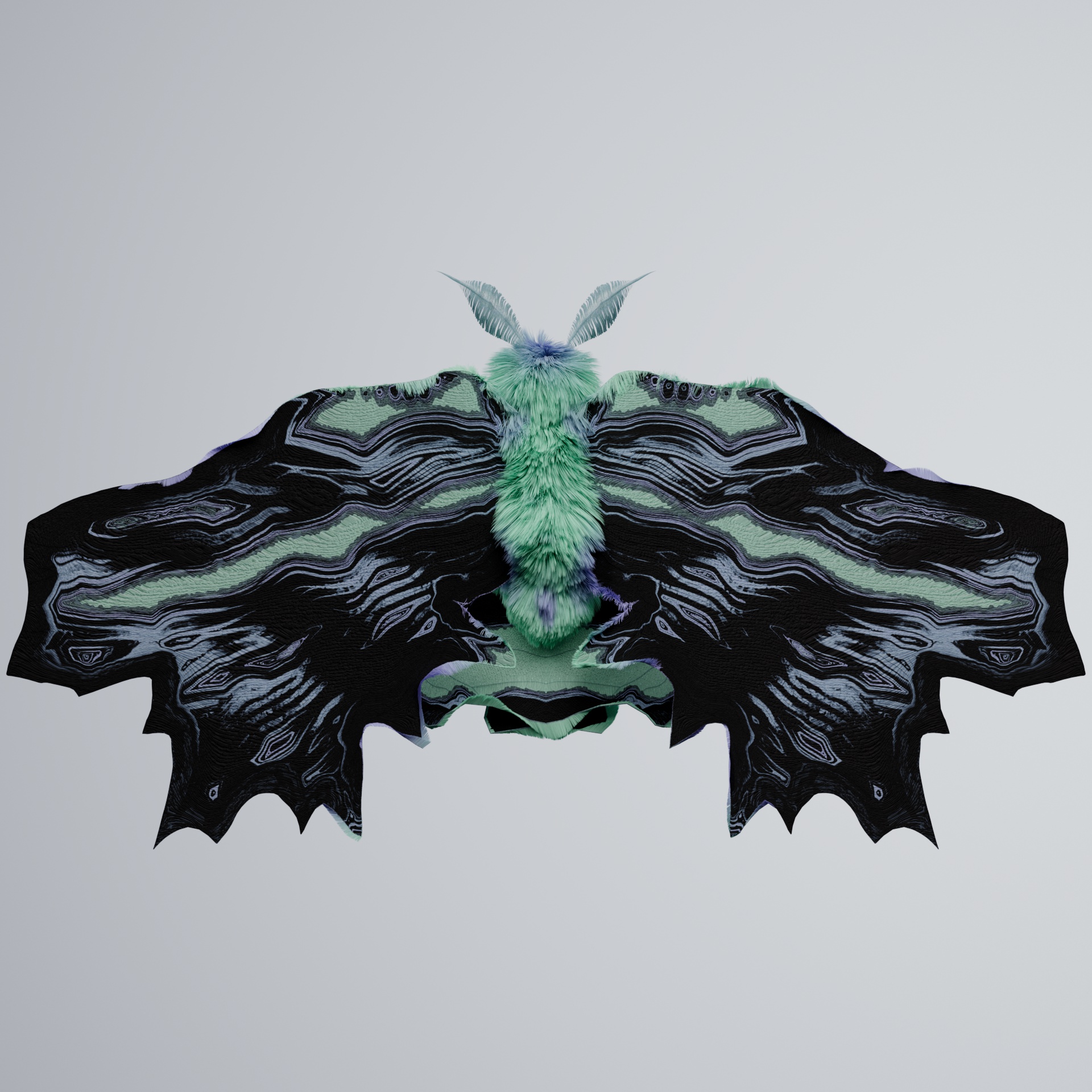 Lepidopteraerma hermoyi