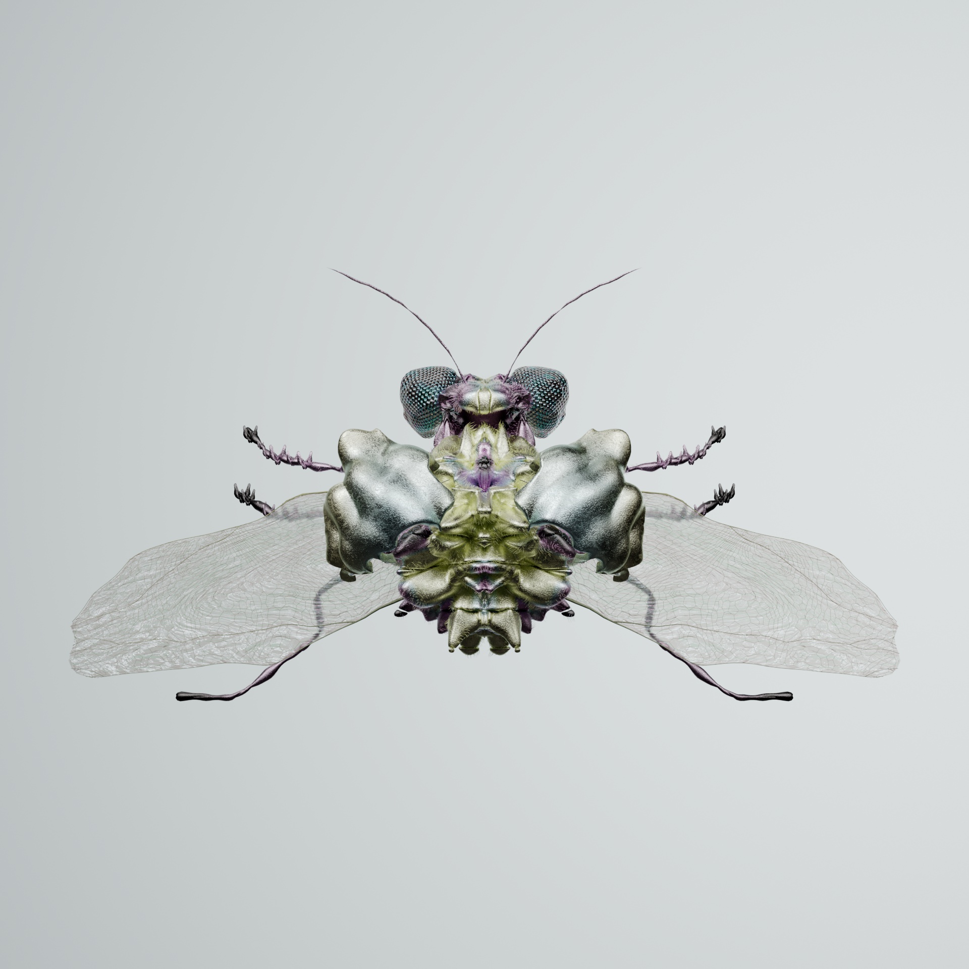Coleopteraoria minonyx