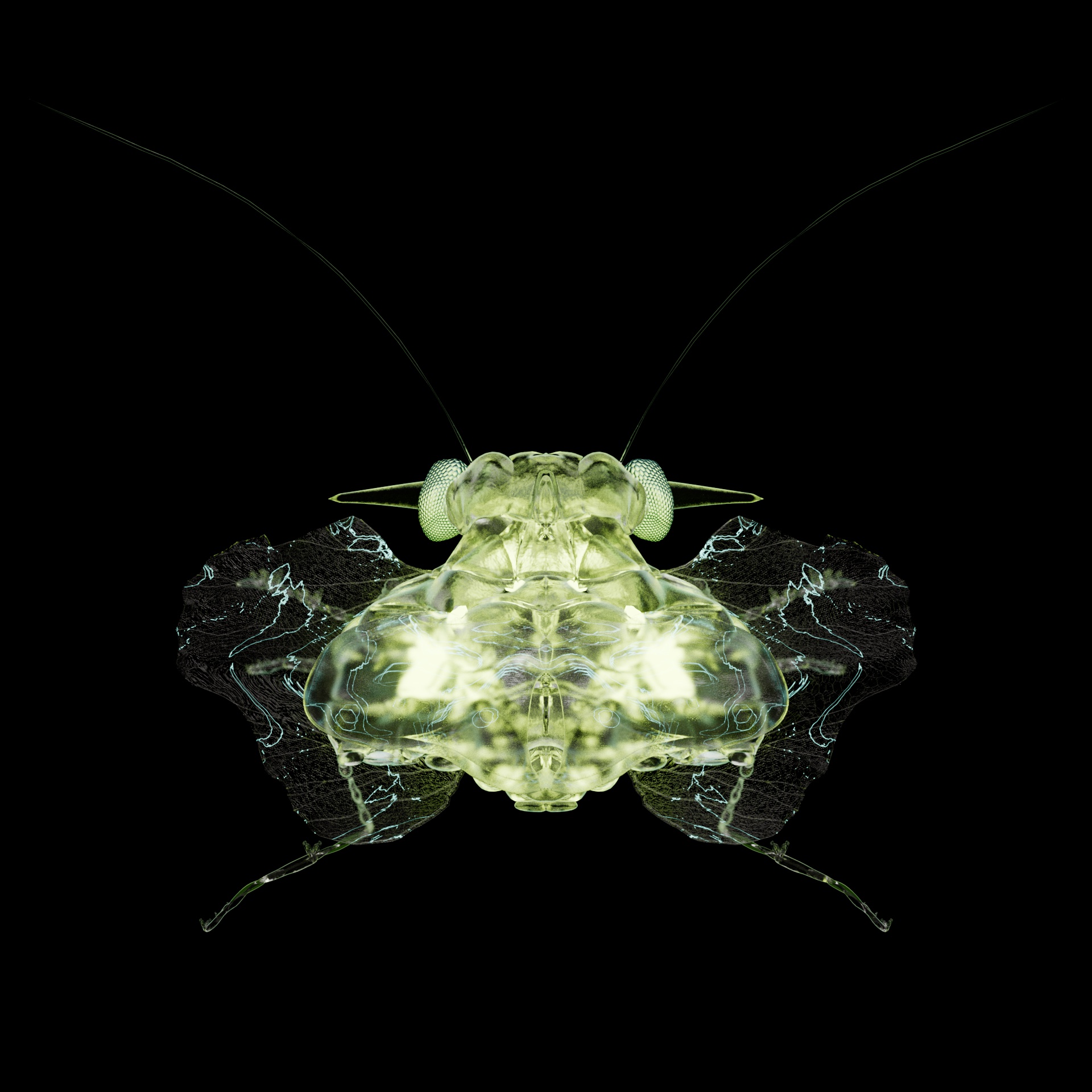 Coleopterapinguis mulouxii