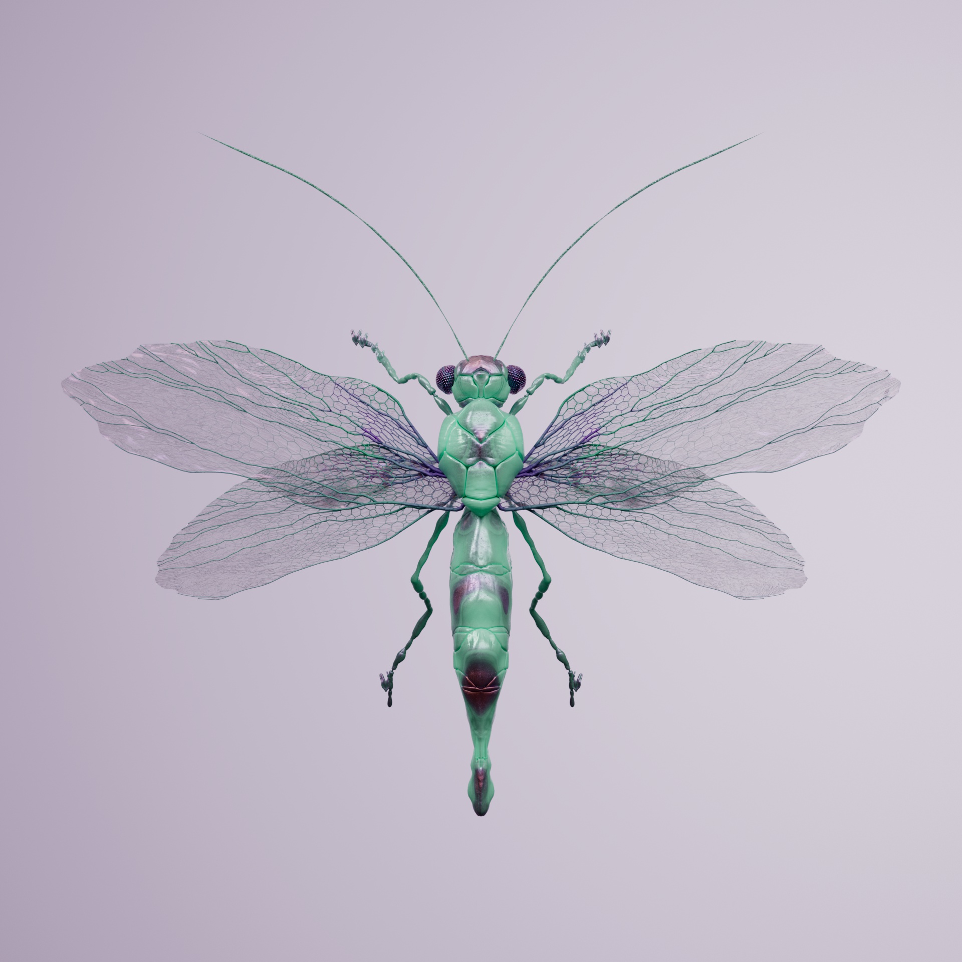 Anisopterapinguis sphodi