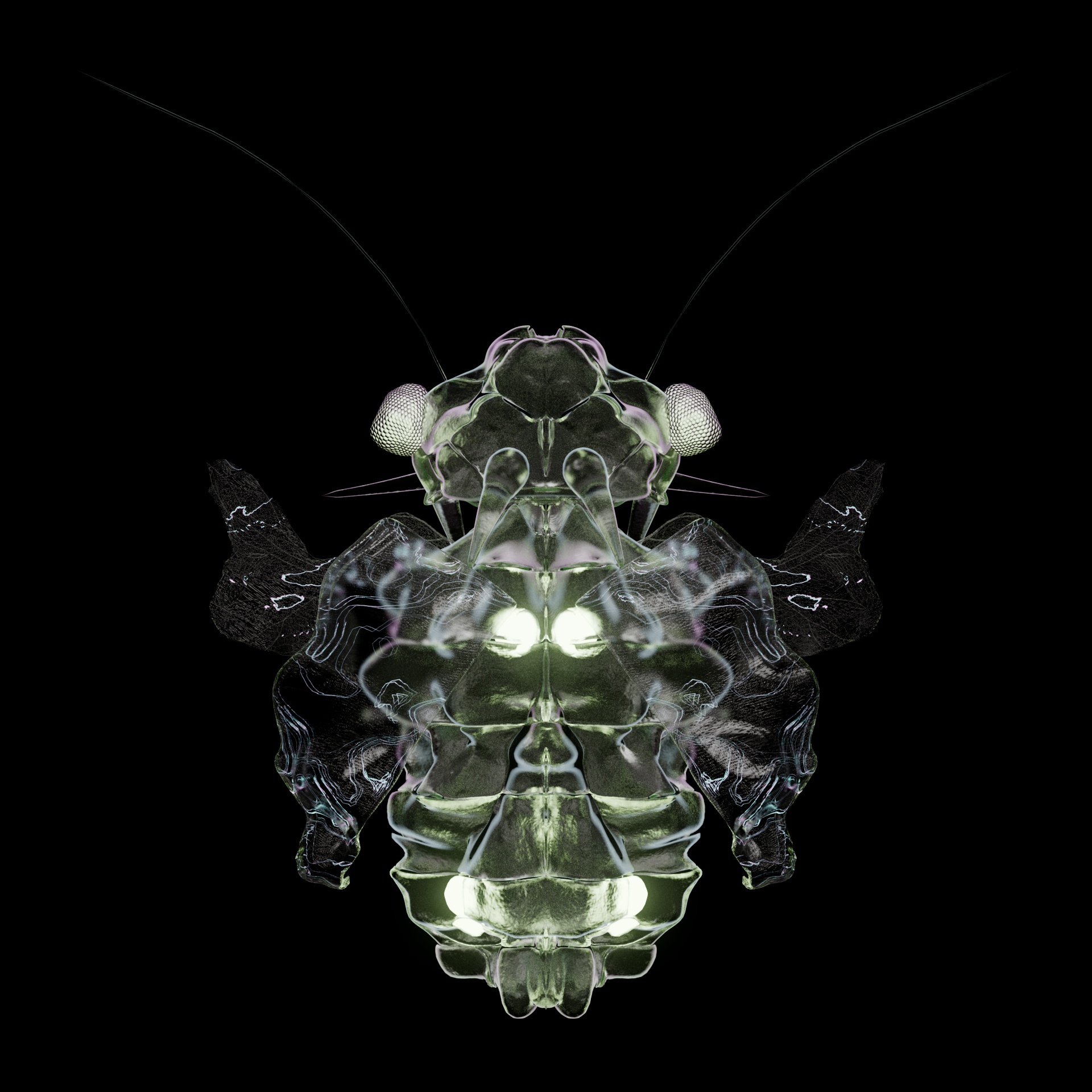 Coleopteravivida platyrhonyx