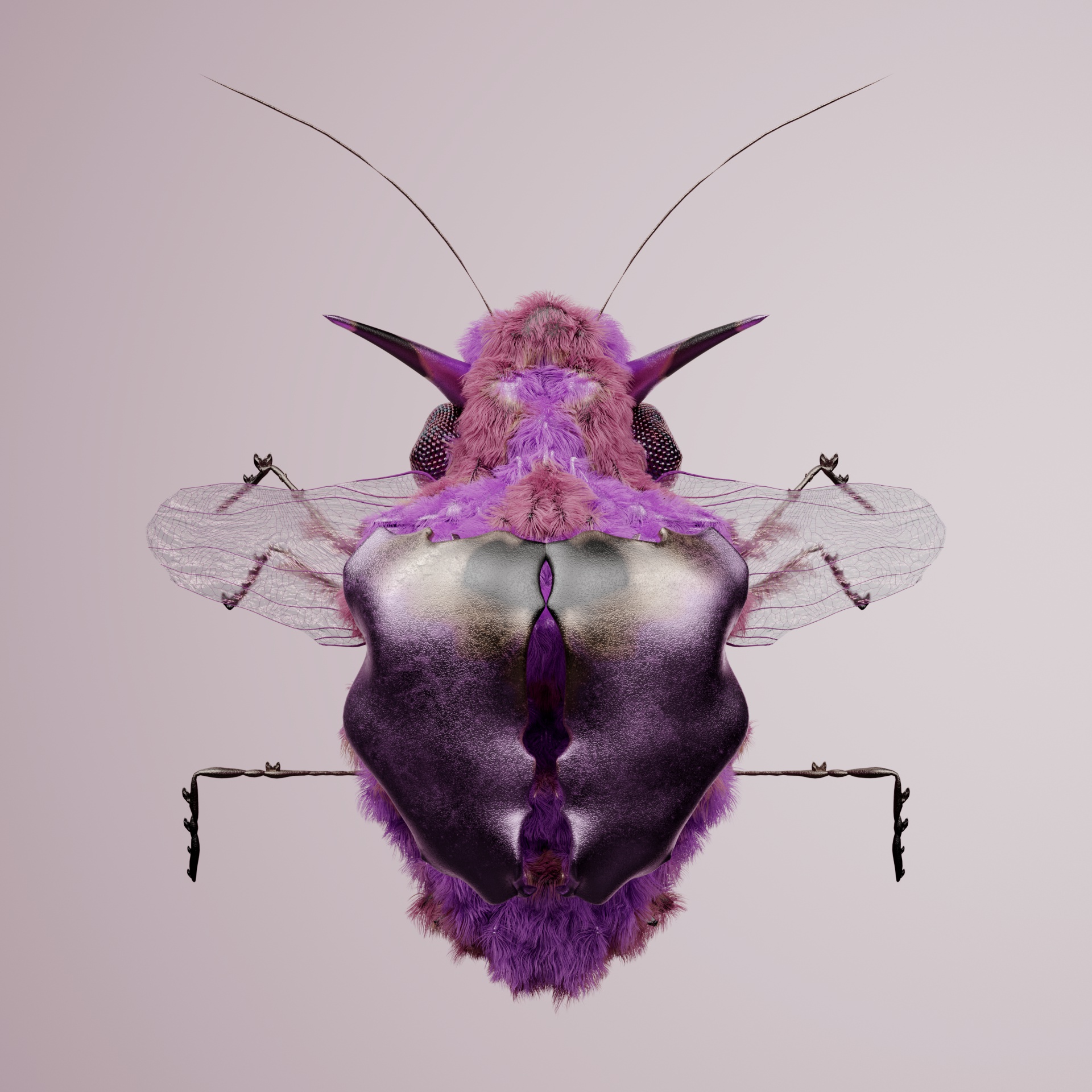 Coleopteravivida tempories