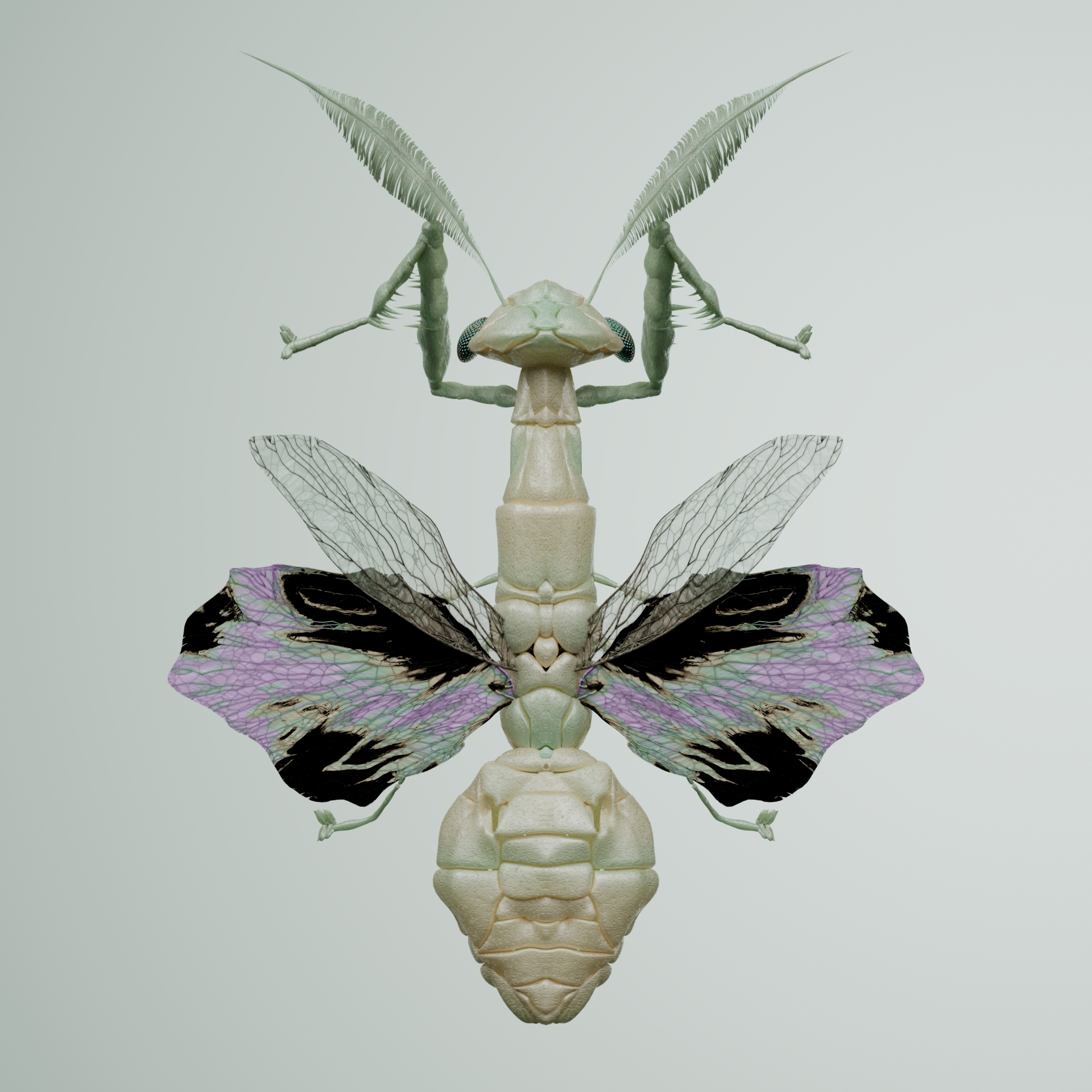 Mantodeapinguis orodytes
