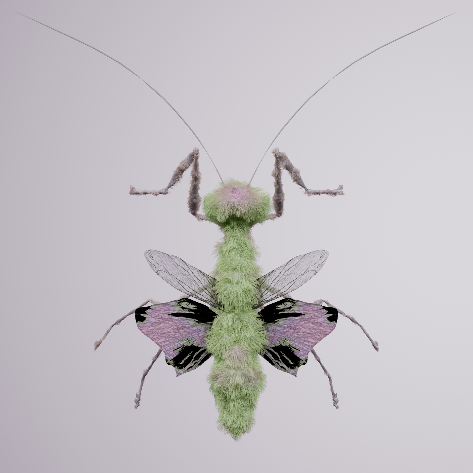 Mantodeacerritulus cycliens