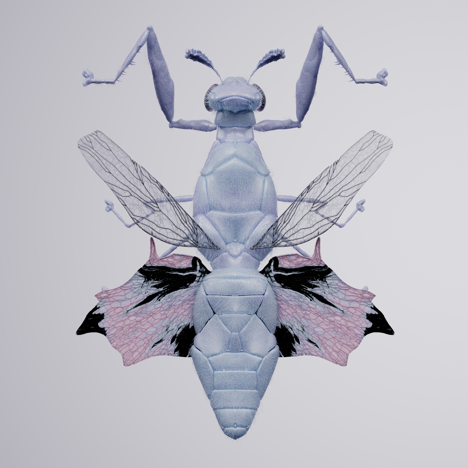 Mantodeapinguis nattea