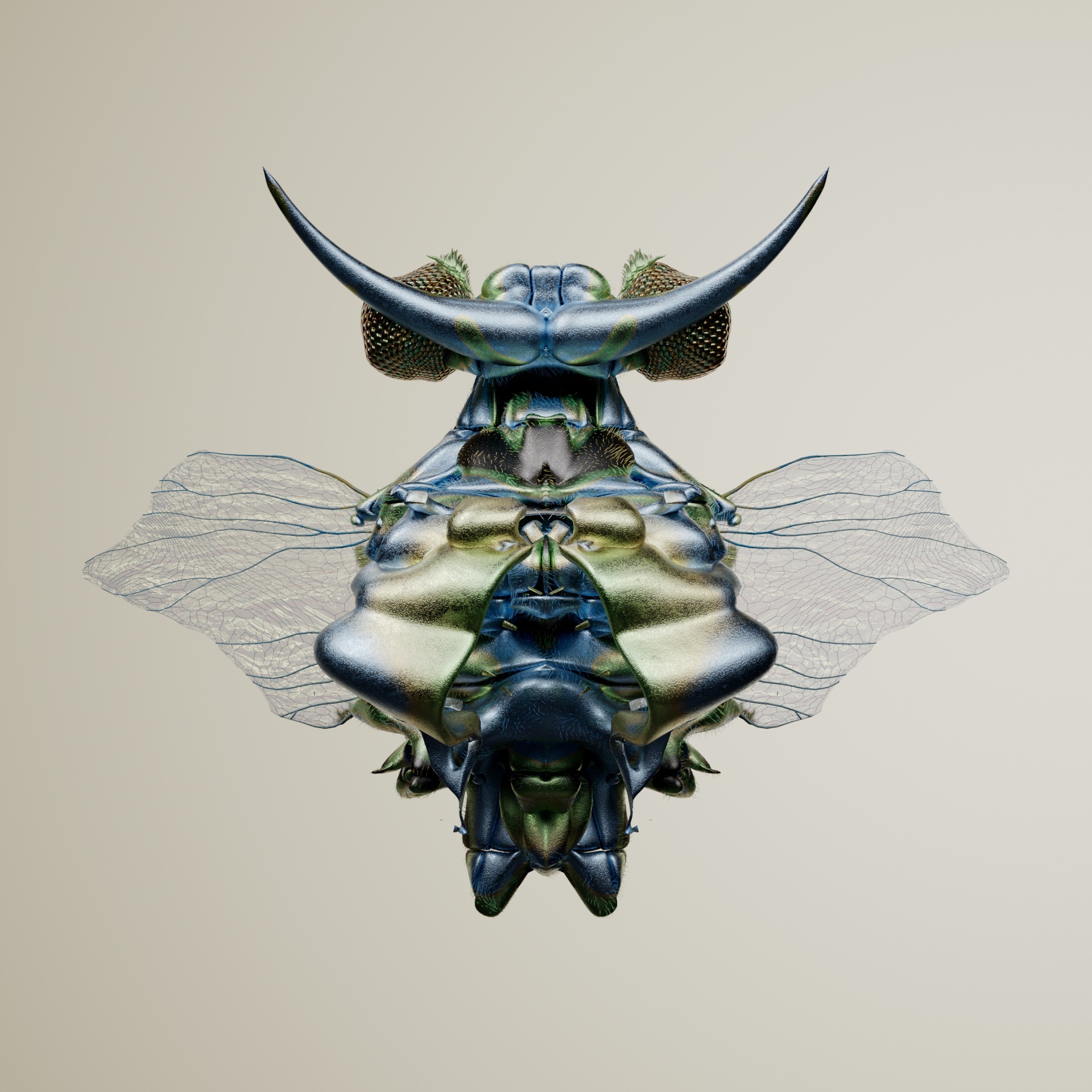 Coleopteracerritulus capeensis
