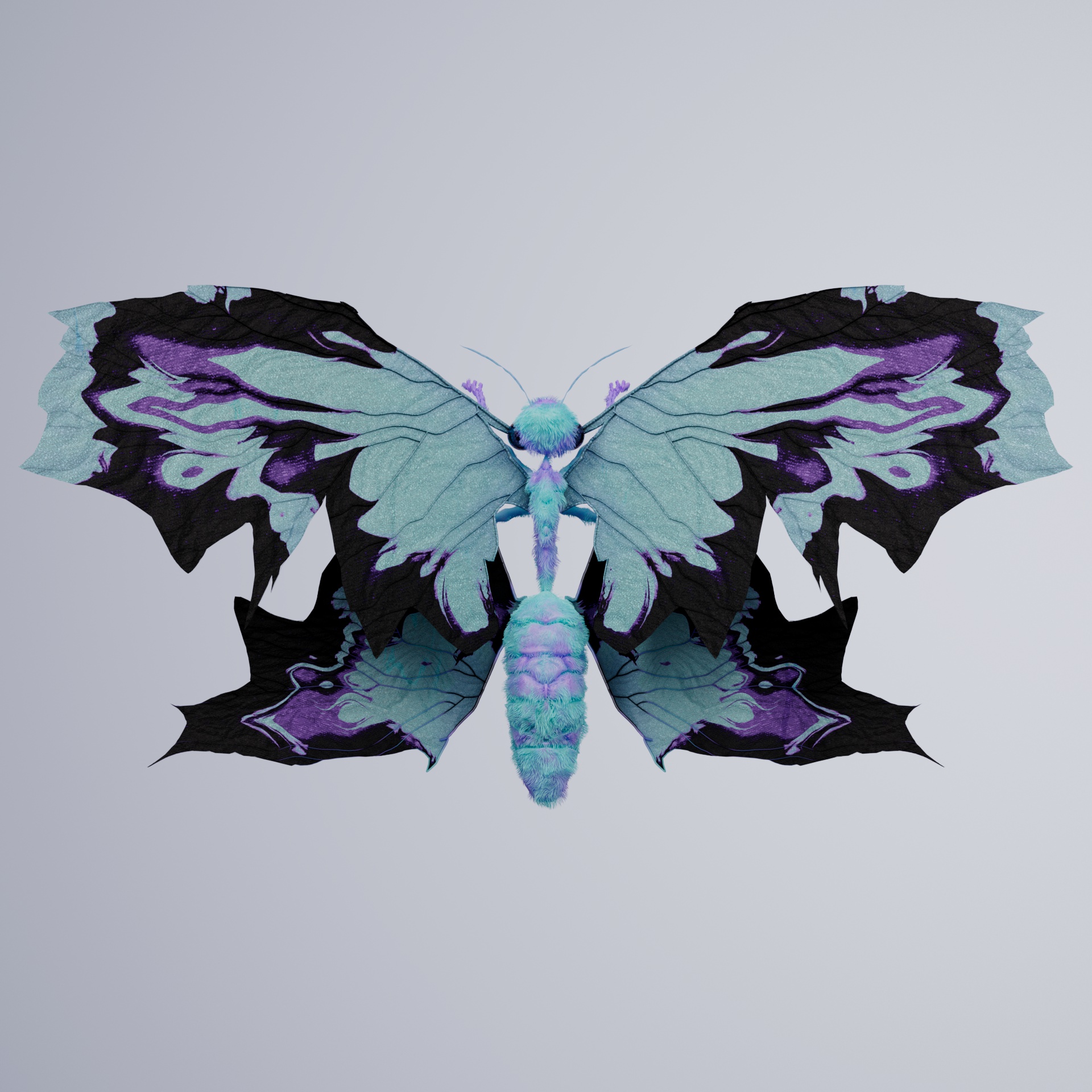 Rhopalocerasuperbus gigeria