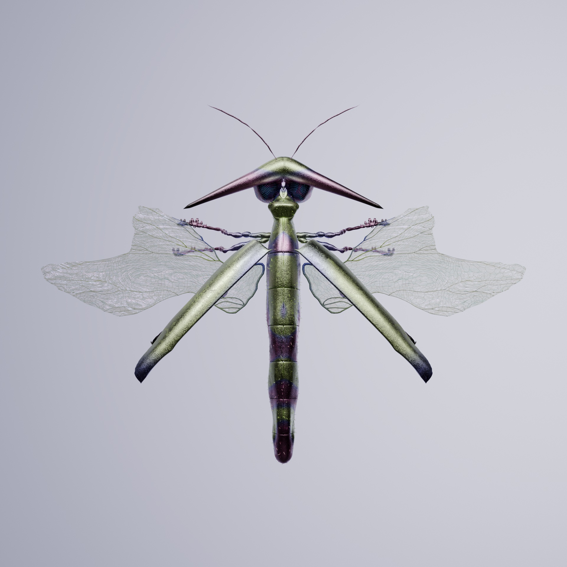 Coleopteraproceritas colchon