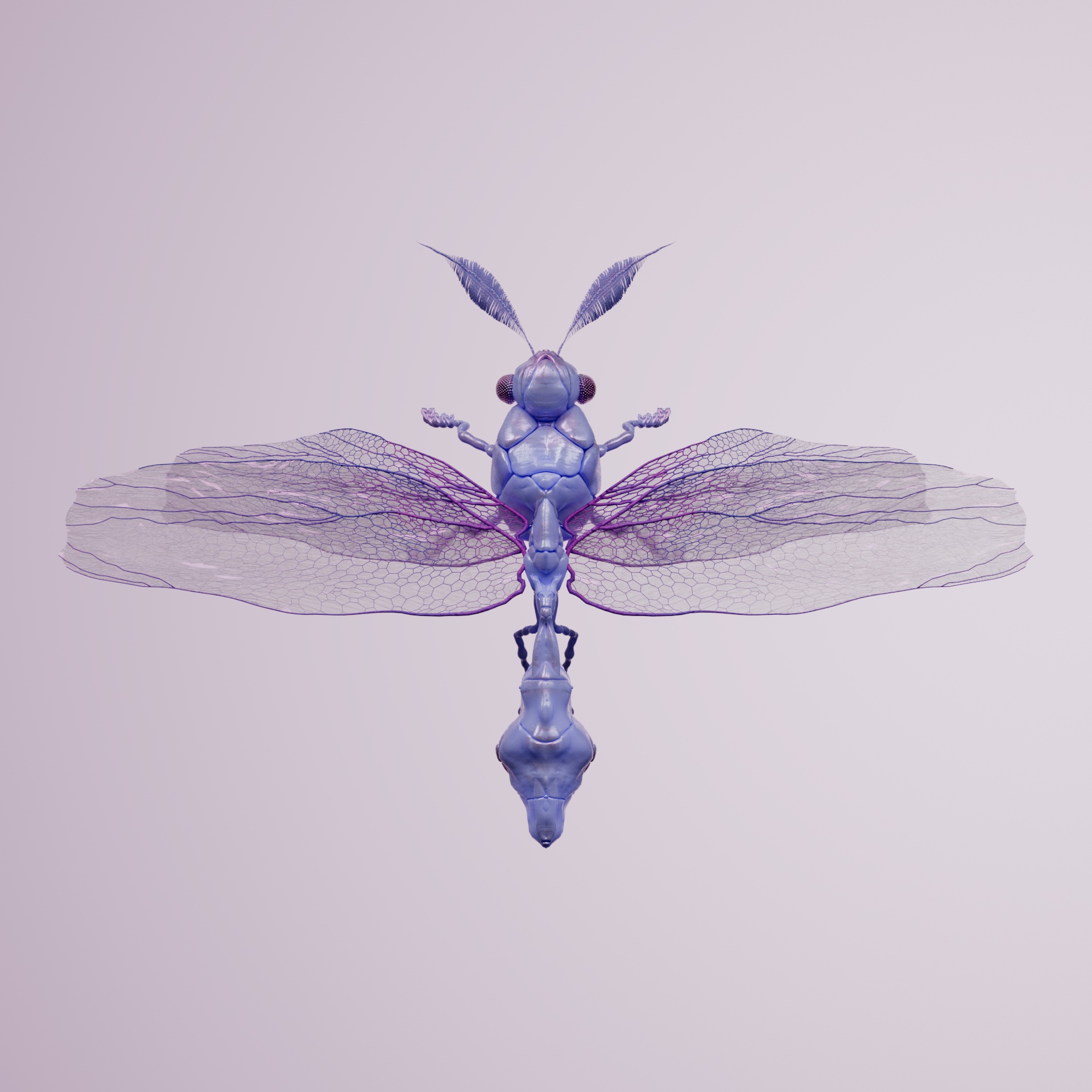 Anisopterao tocuus