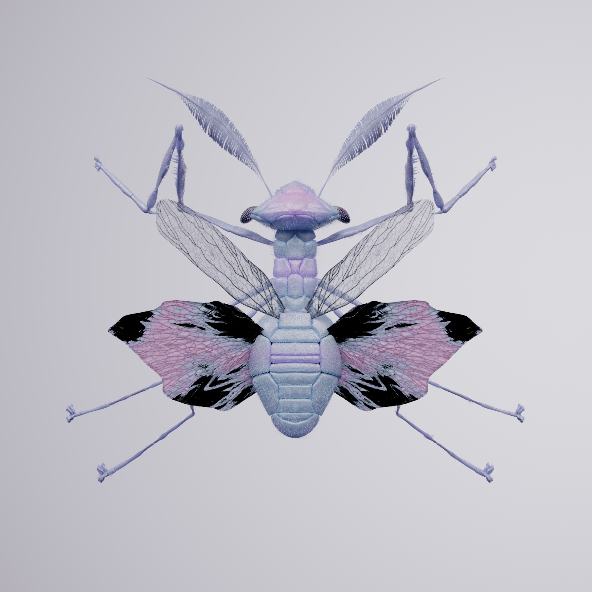 Mantodeapinguis unicarus