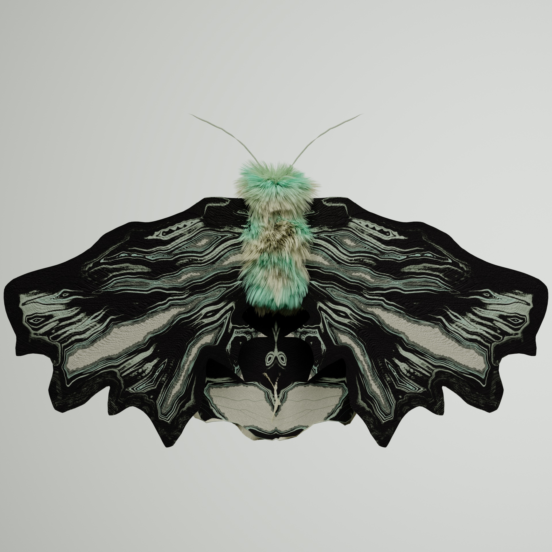 Lepidopterayne pardurnix