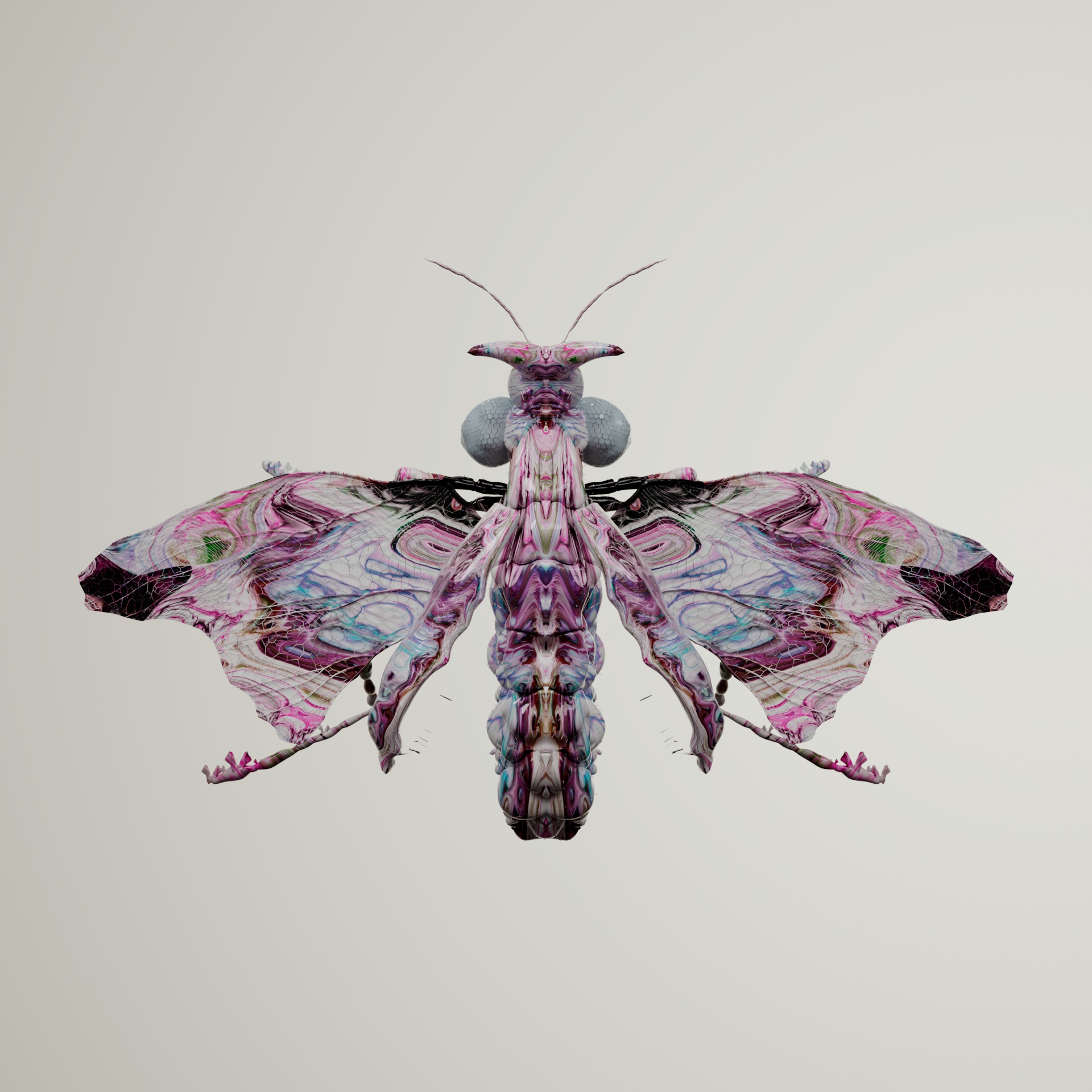 Coleopteravivida hermis