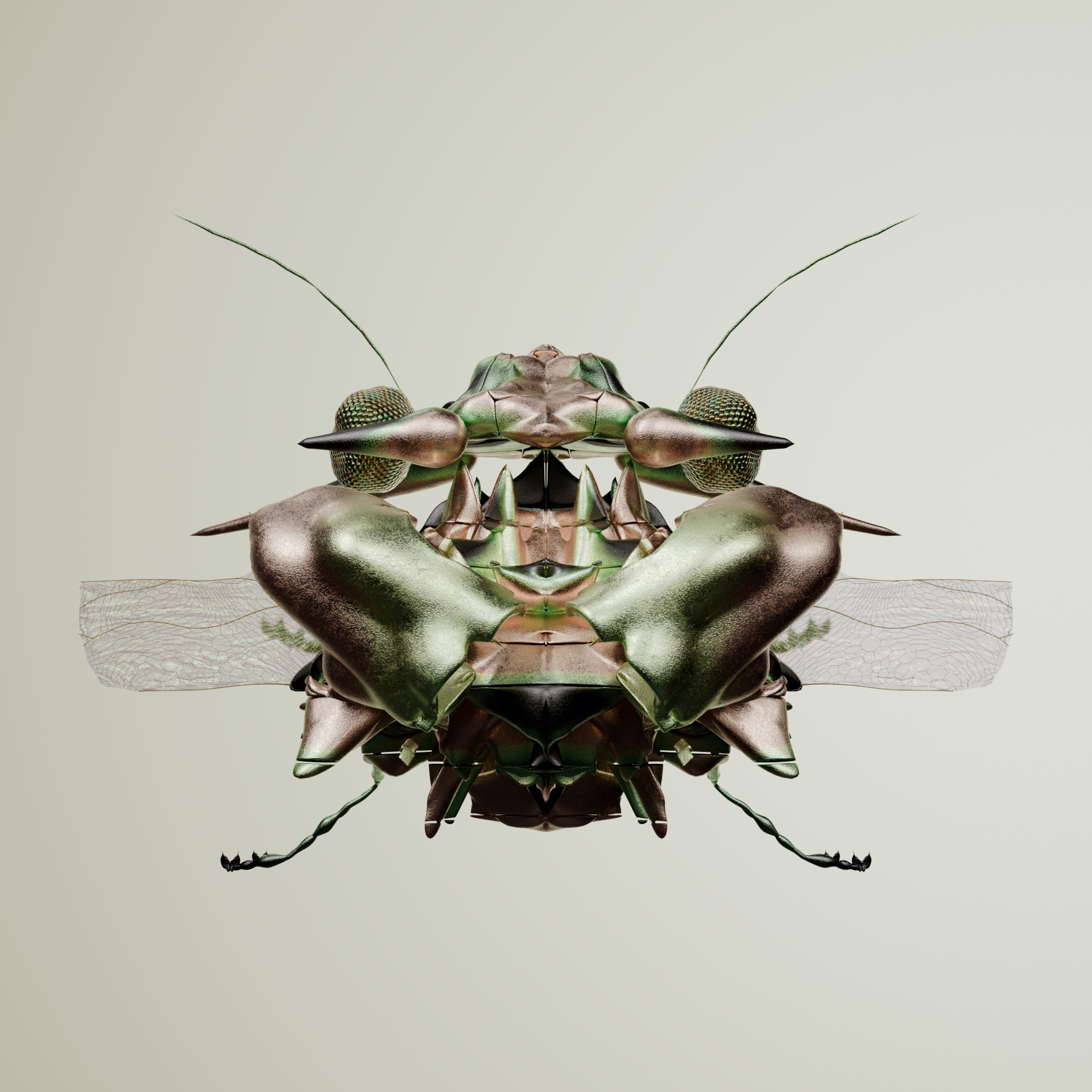 Coleopteracerritulus sulfurentalis