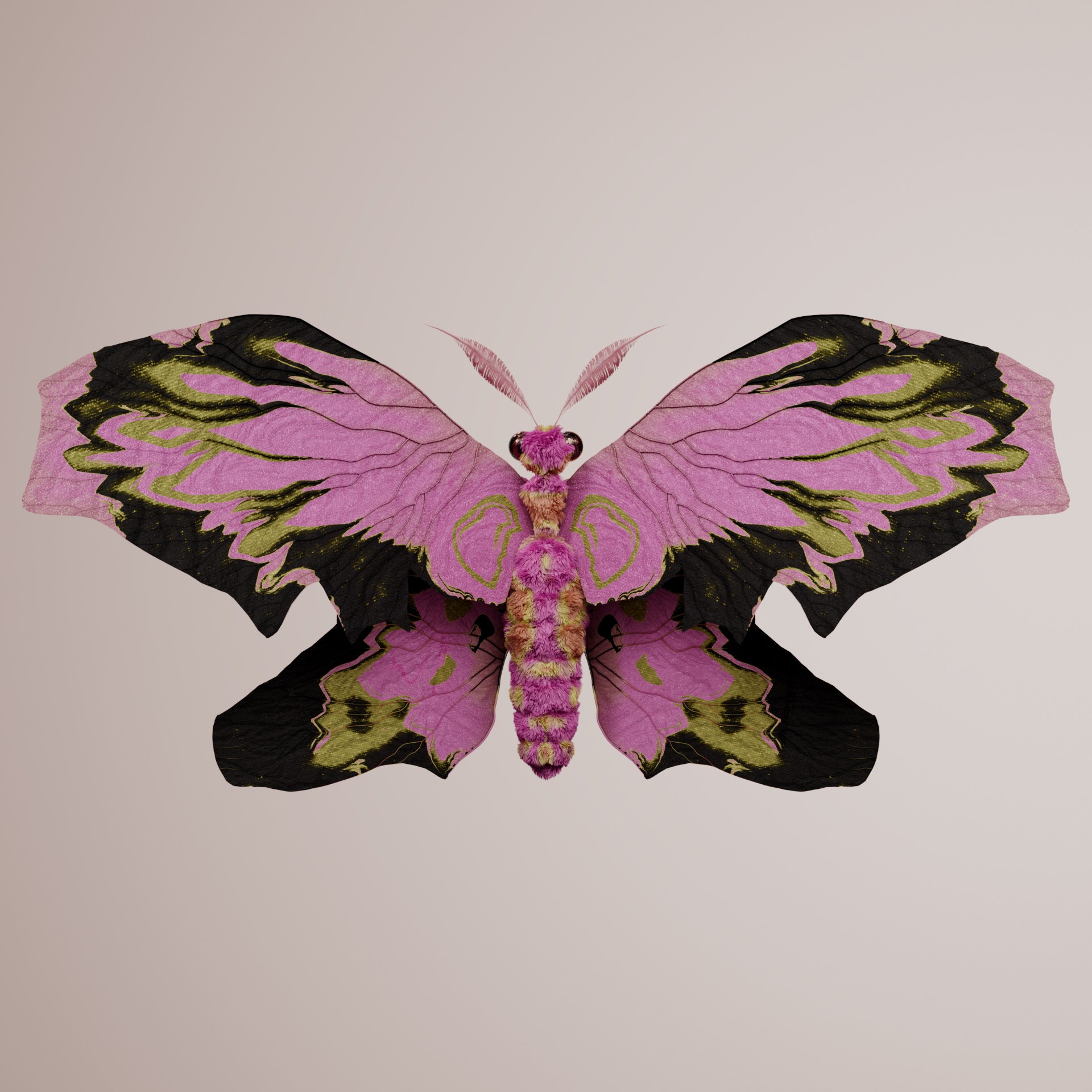 Rhopaloceraproceritas bornanus