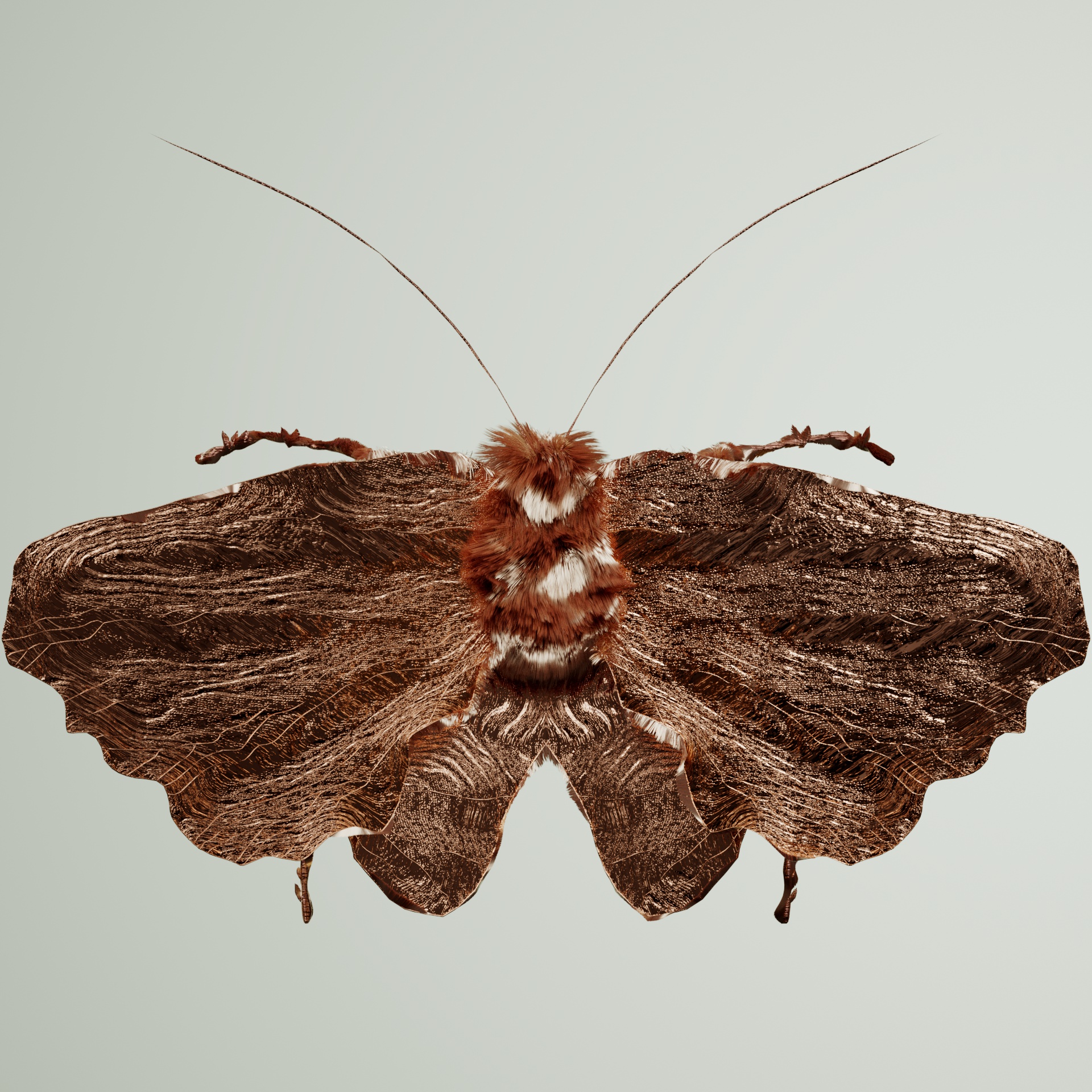 Lepidopteraeter punctyanus