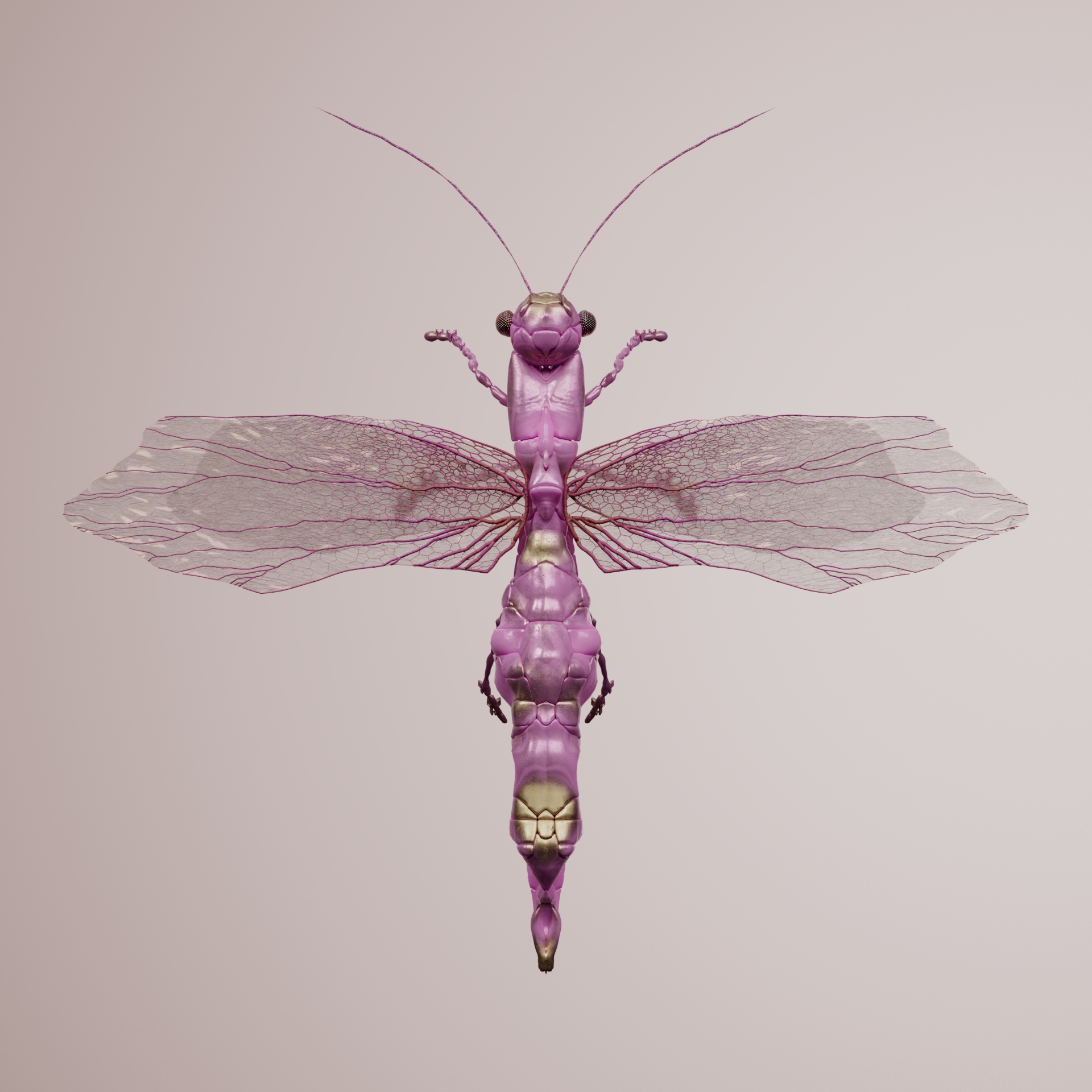 Anisopteraproceritas reticostris