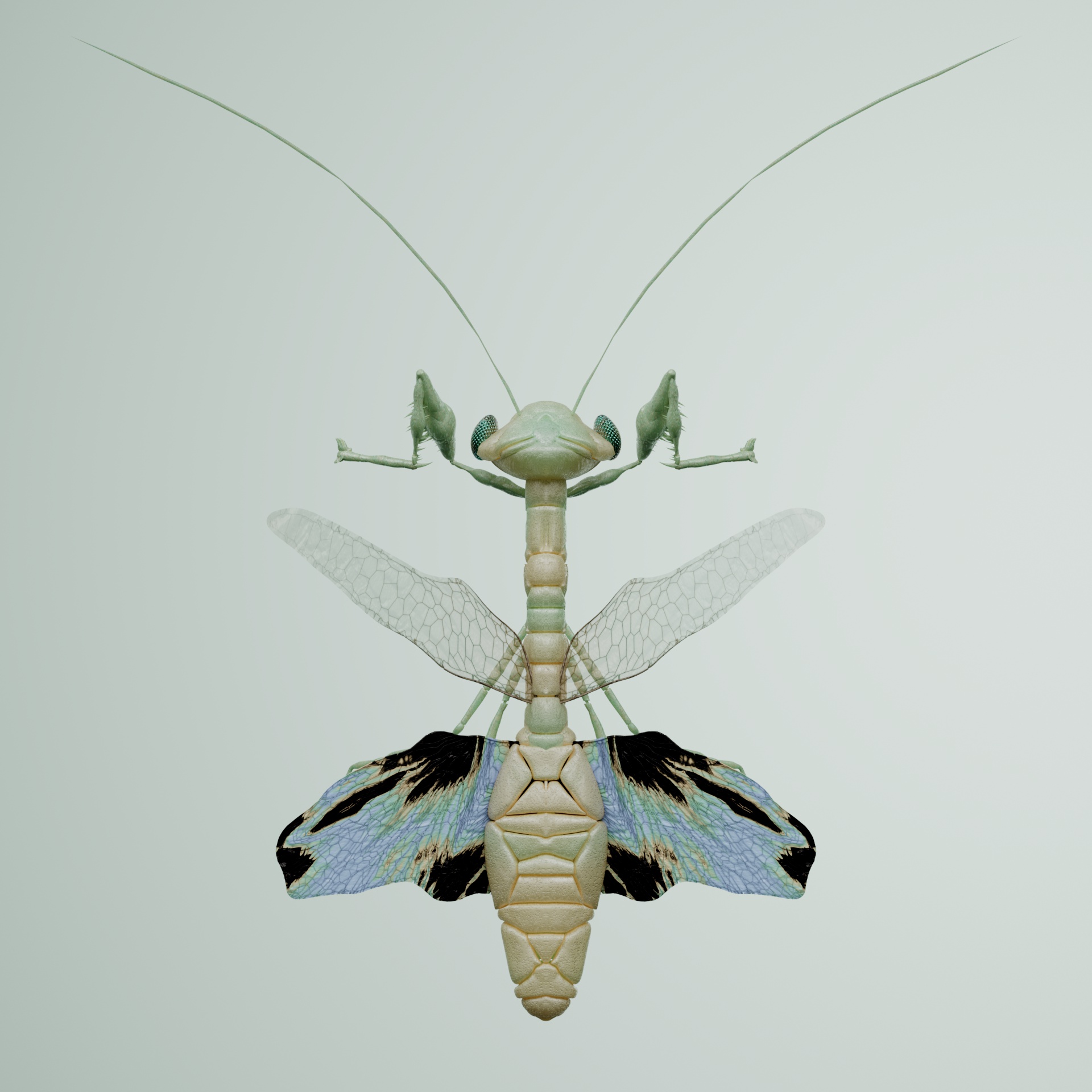 Mantodeaydra roseus