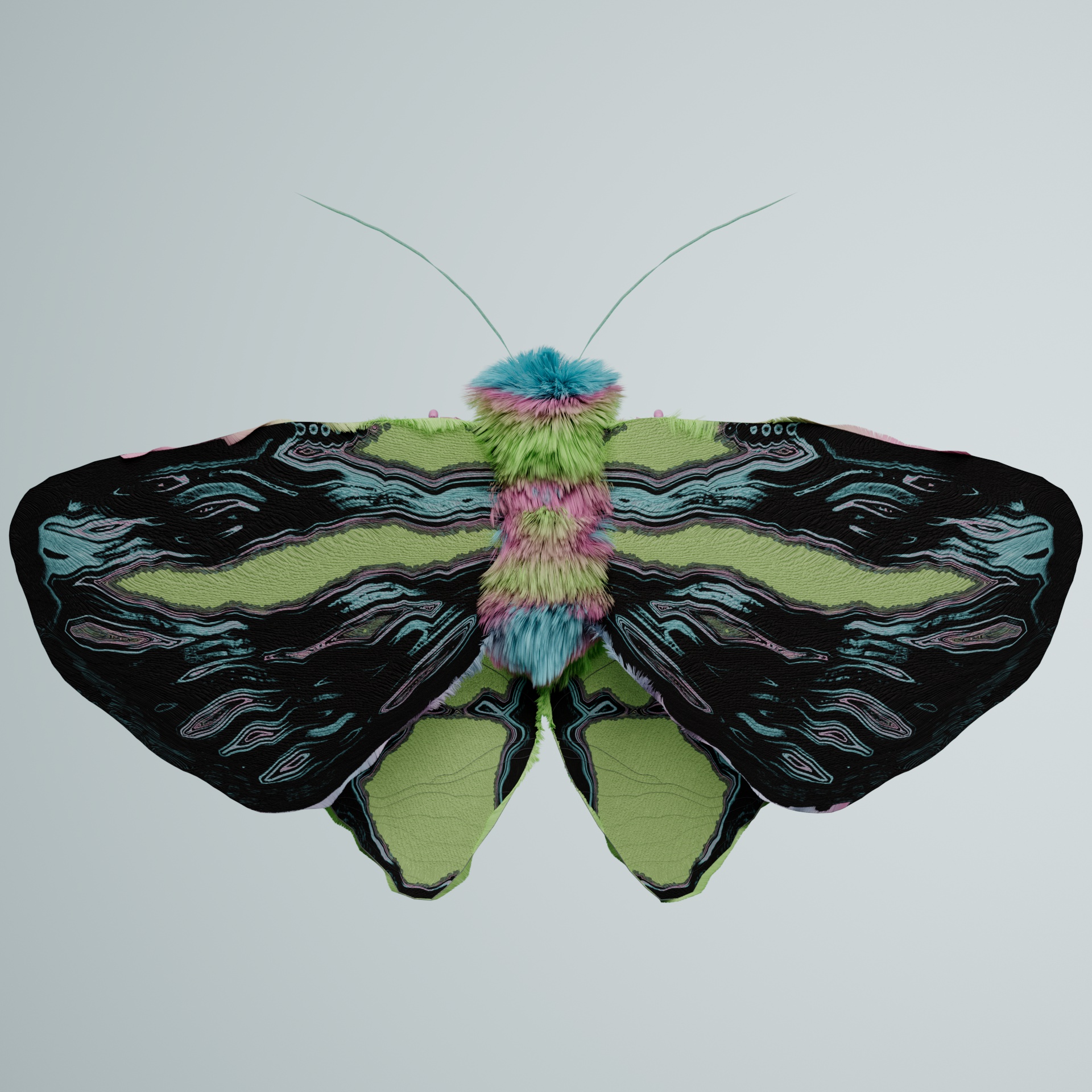Lepidopterasuperbus concengei