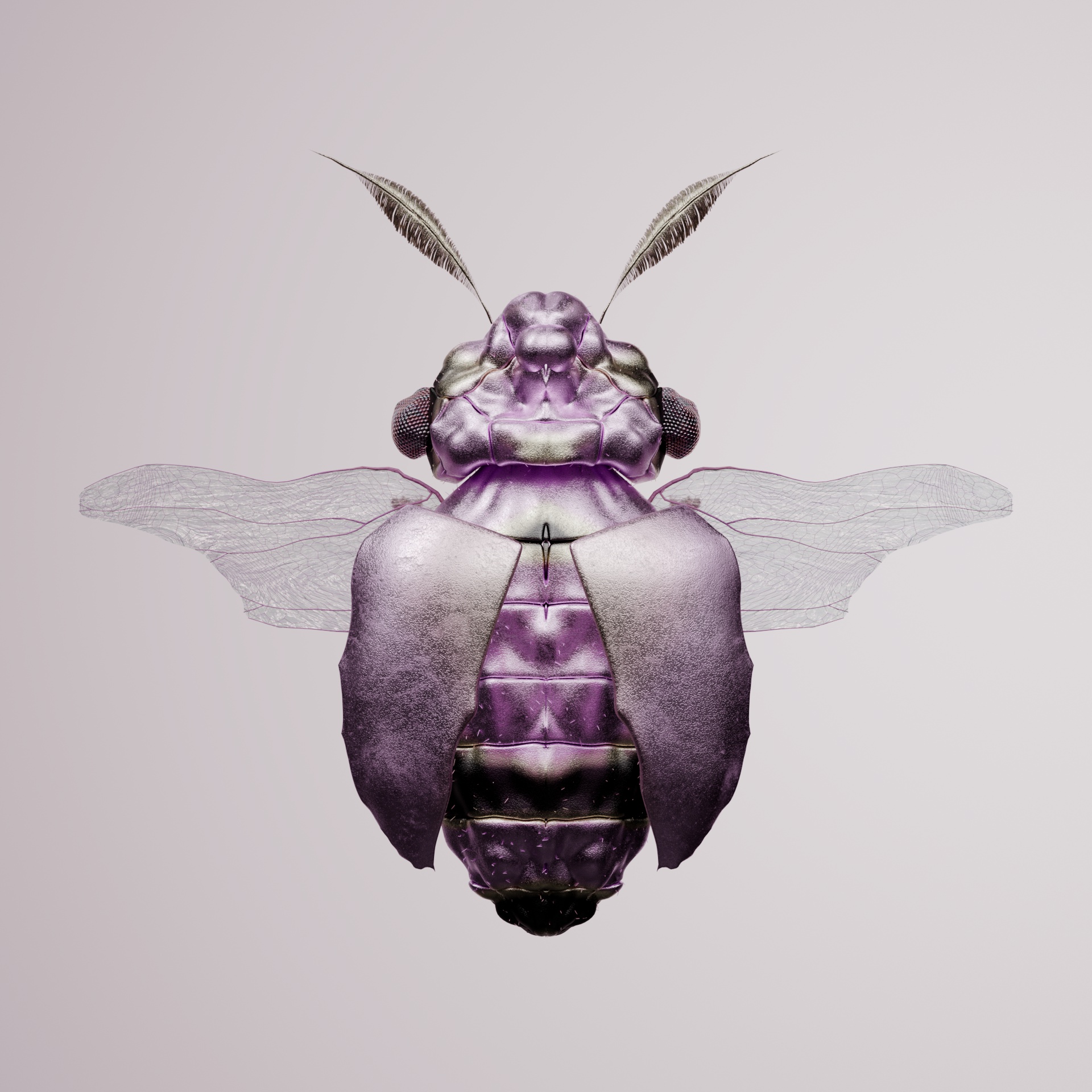 Coleopterapinguis lagotrarias
