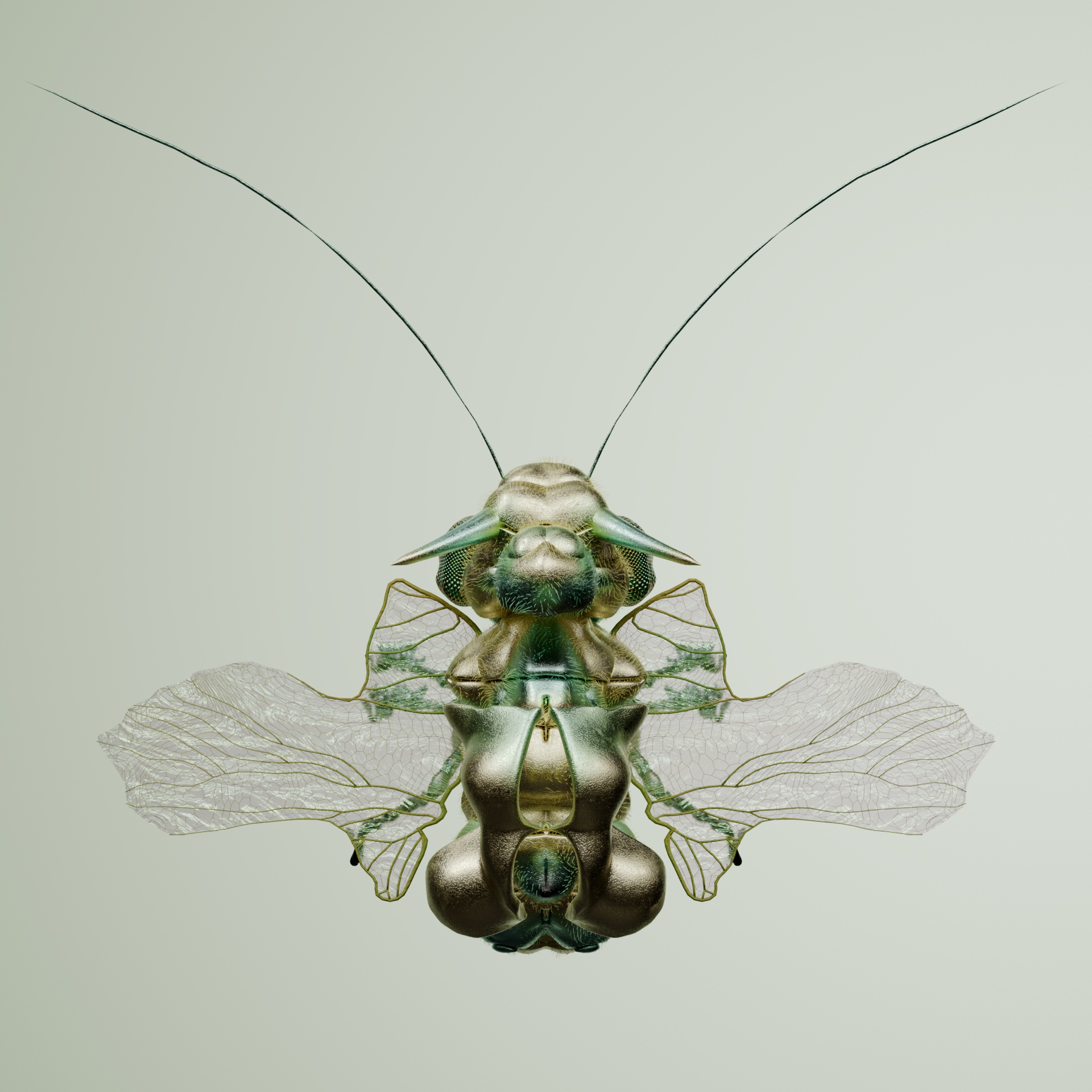 Coleopterasuperbus melox