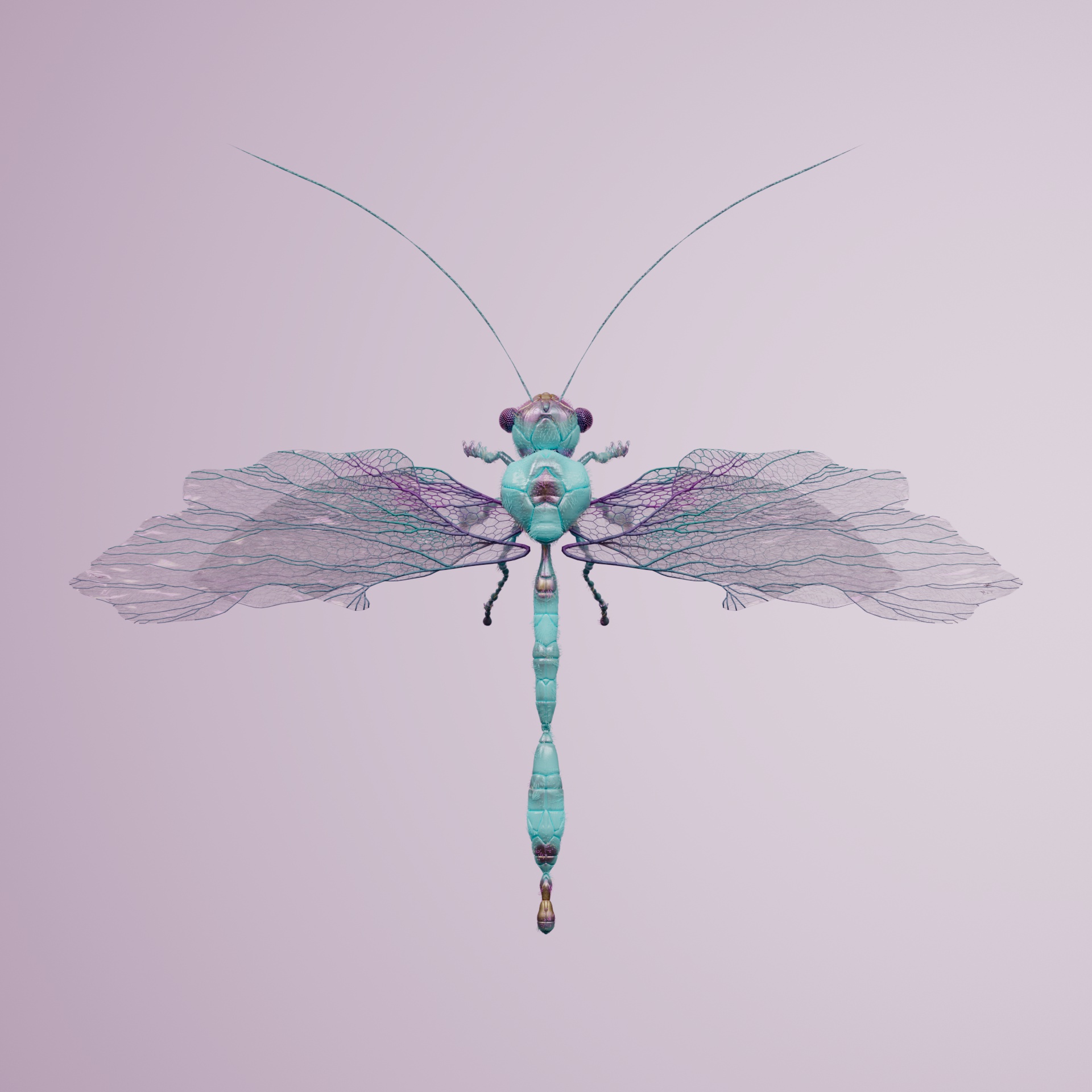 Anisopterasuperbus sphodi