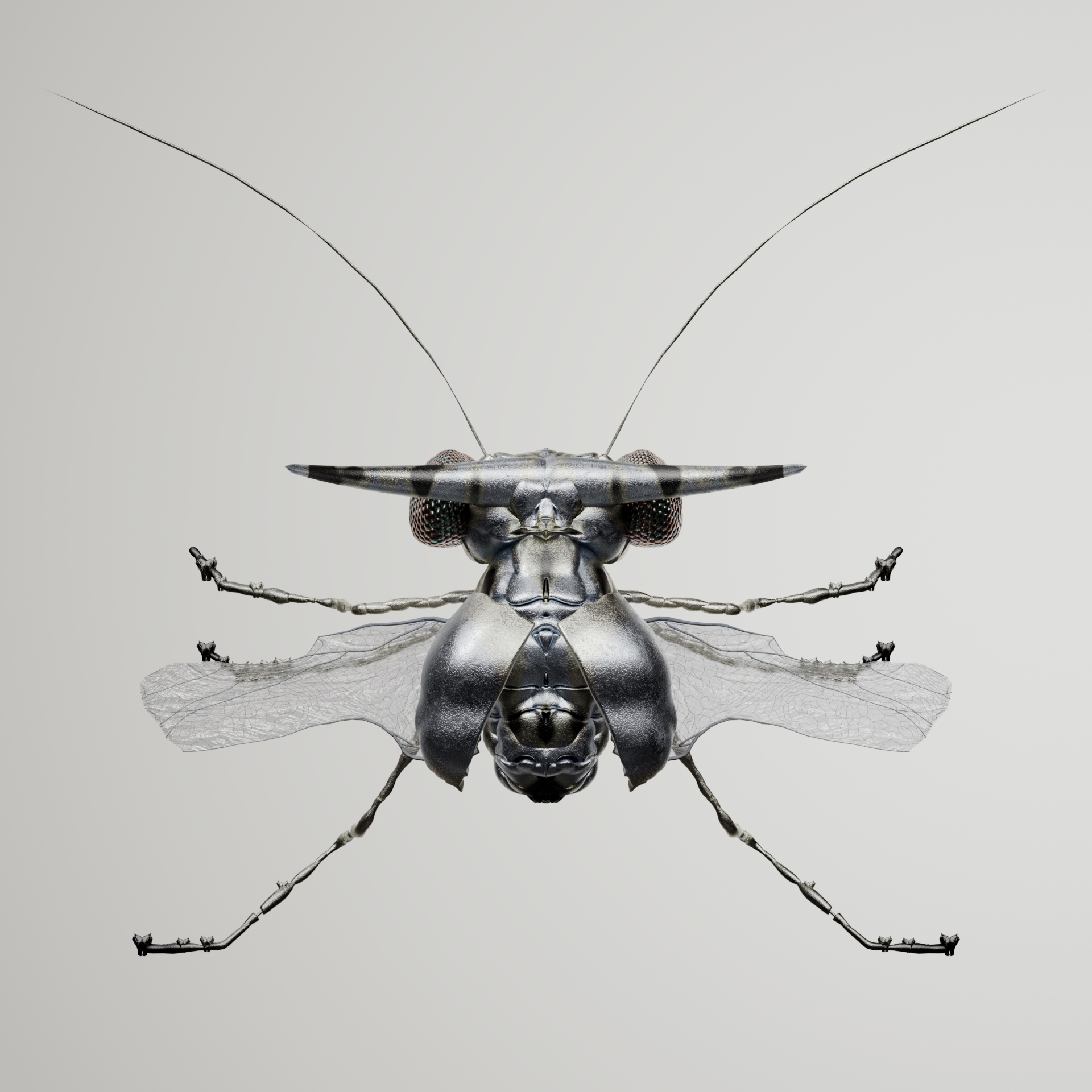 Coleopterasuperbus radiatentus
