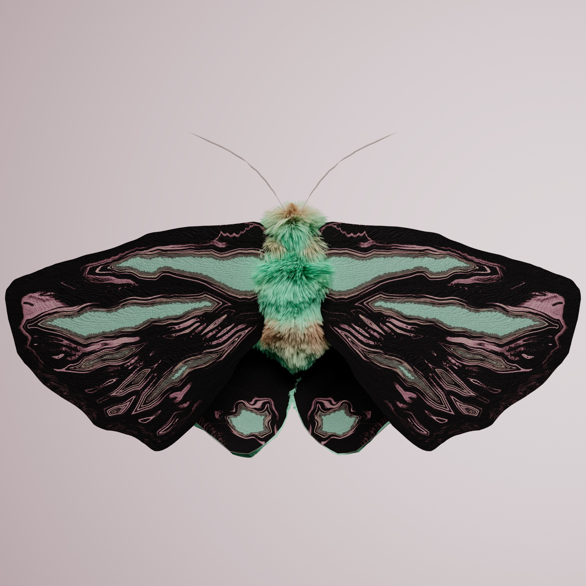 Lepidopteracerritulus carchier