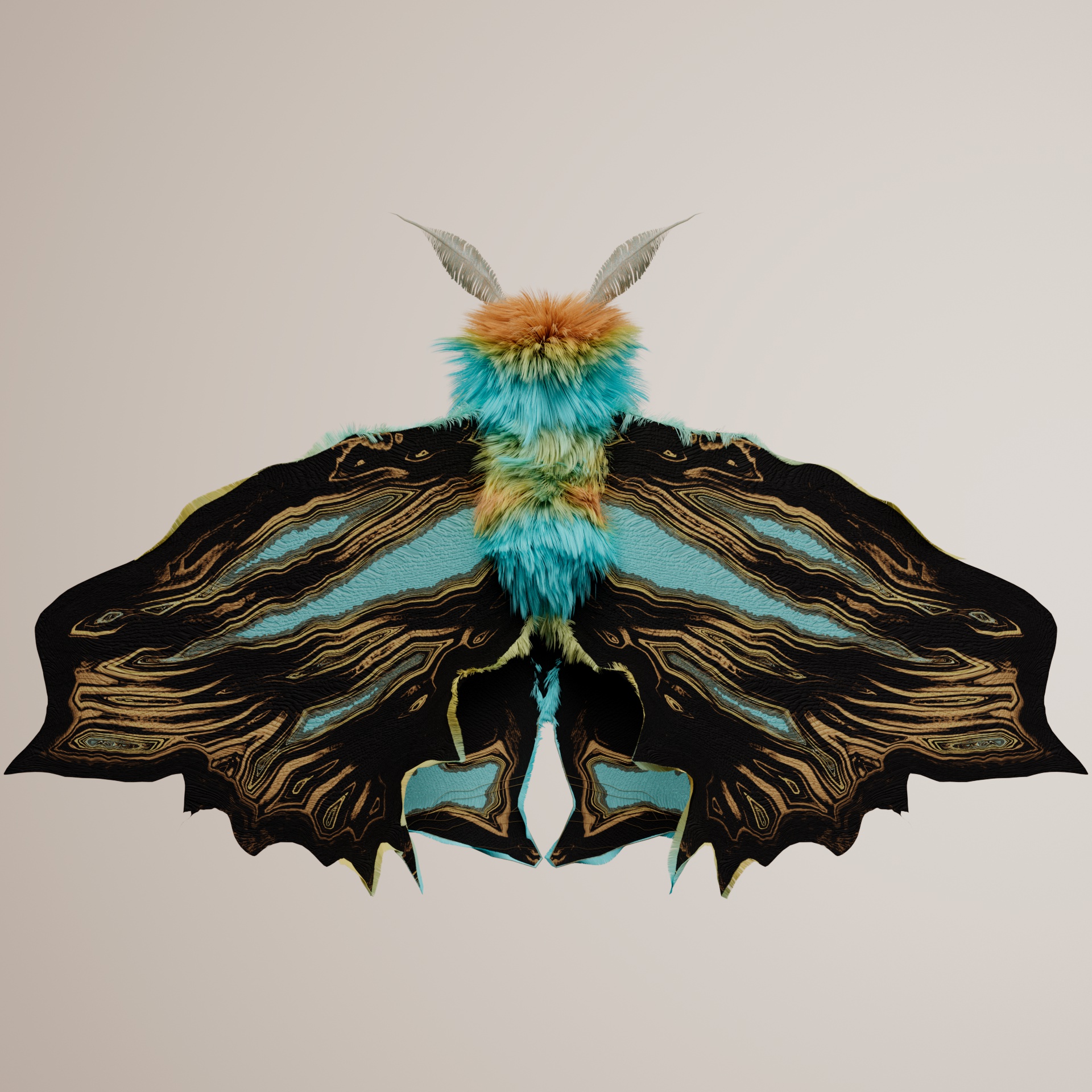 Lepidopteracerritulus tangatus