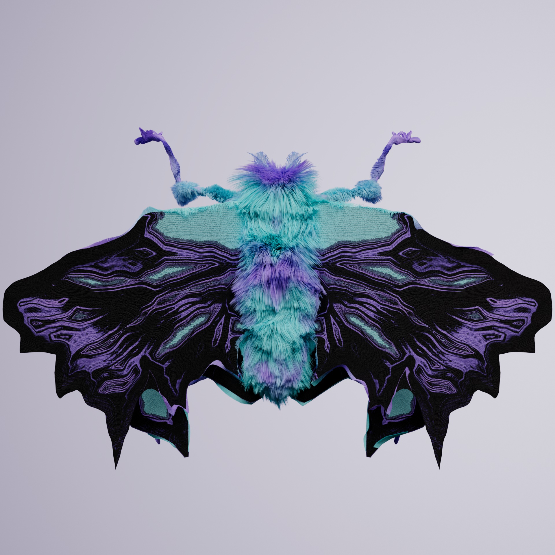 Lepidopteracerritulus fulgaticus