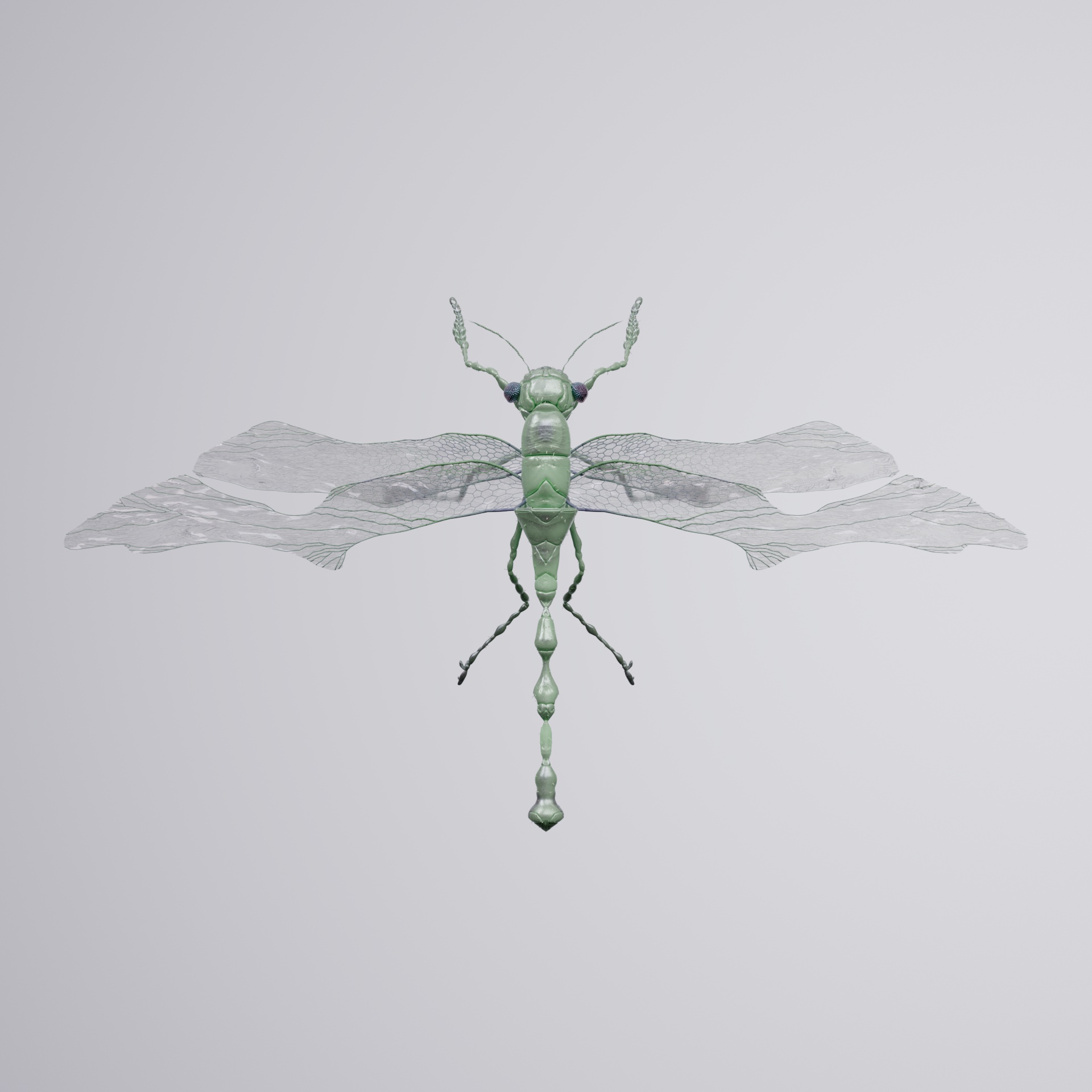 Anisopteraproceritas hoffmoensis