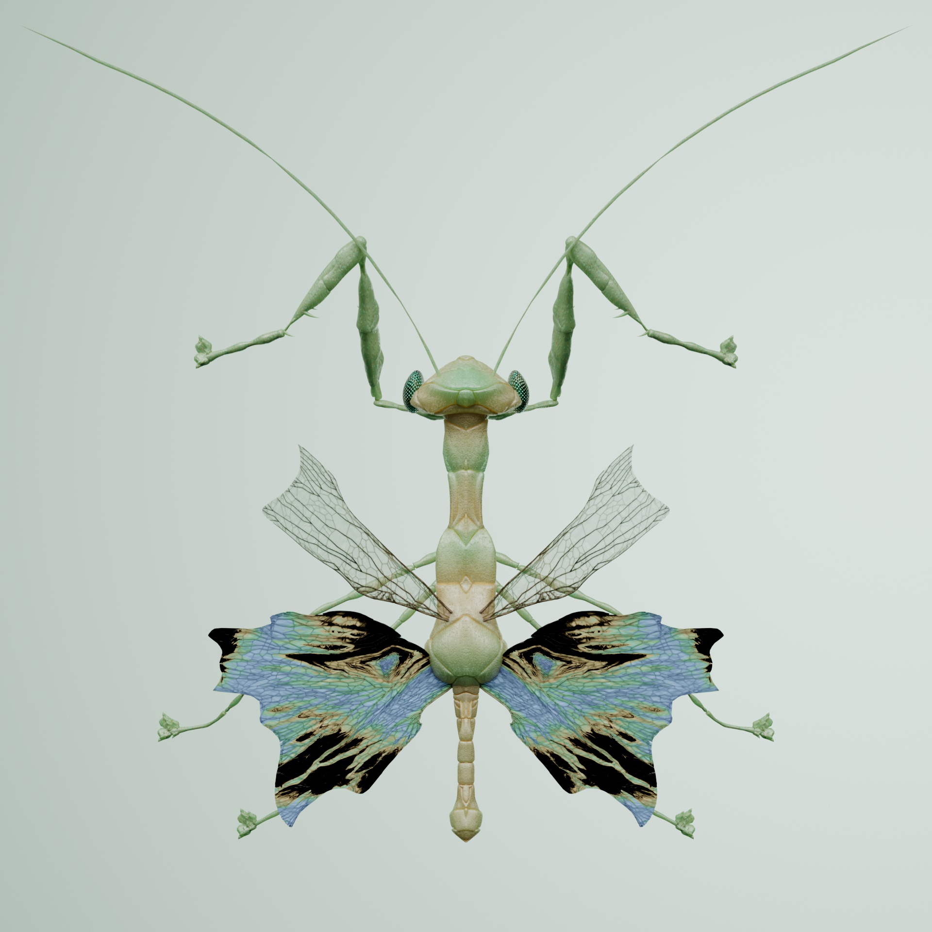 Mantodeailidae hydrochizii