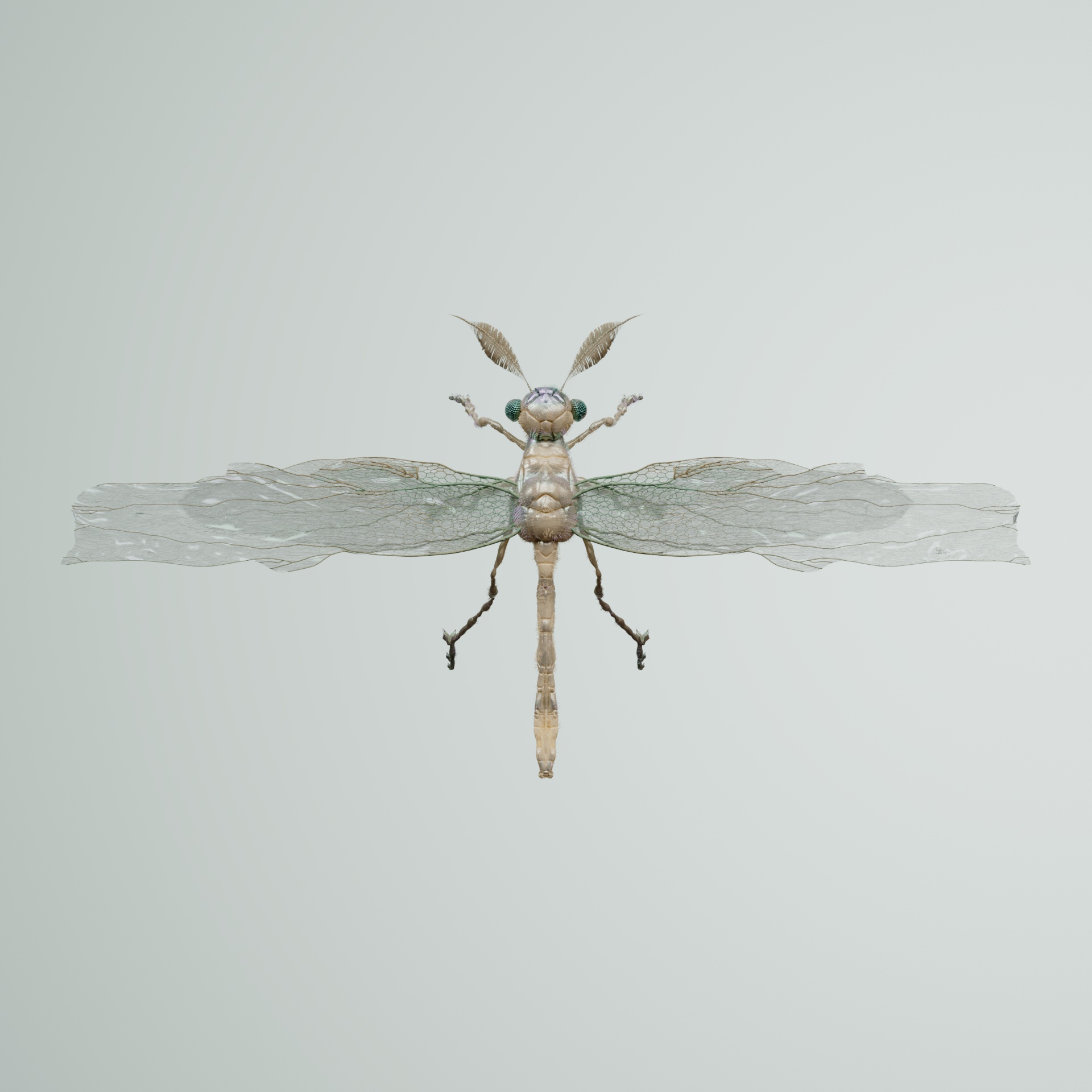 Anisopteraiida forstarinia