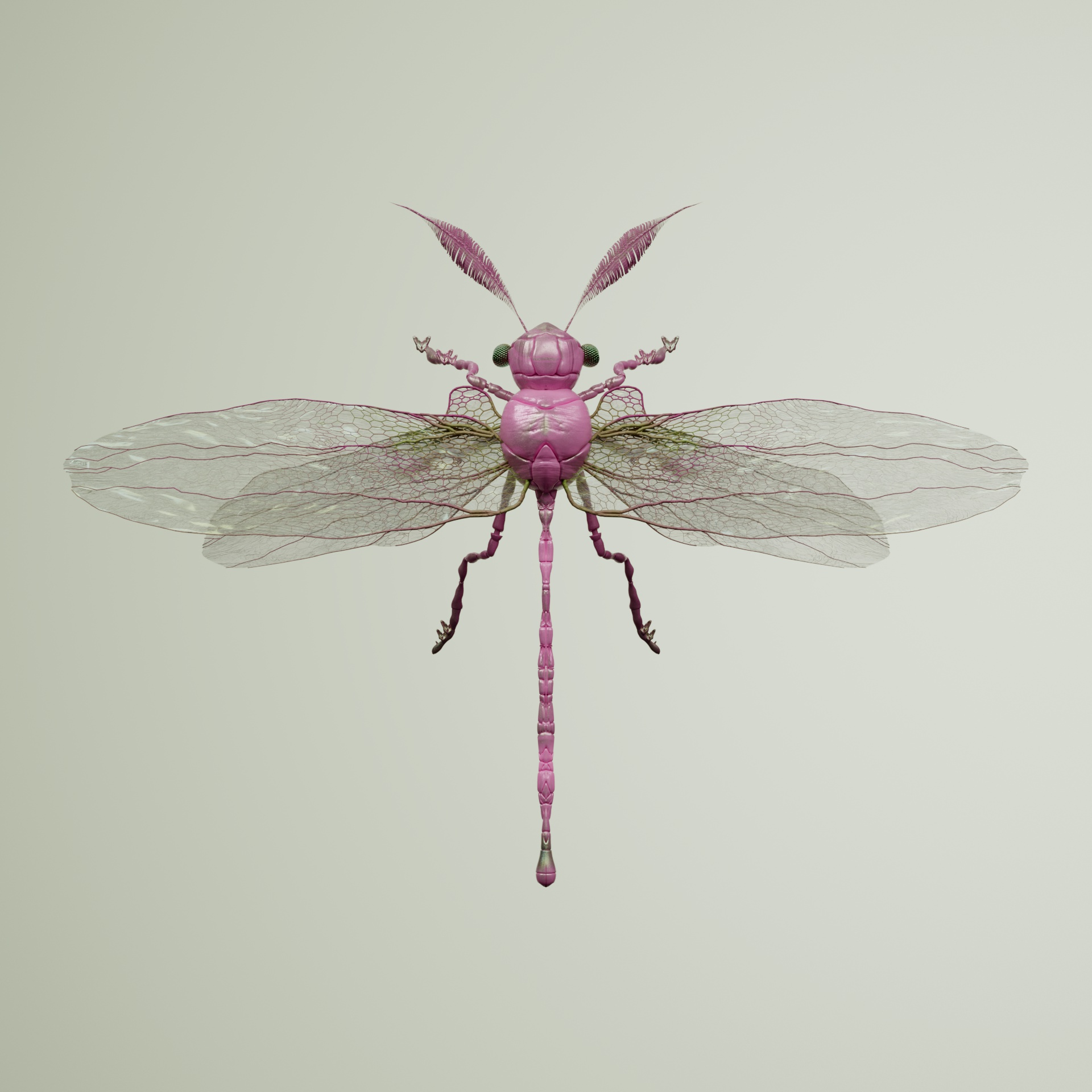 Anisopteraproceritas eqitimus