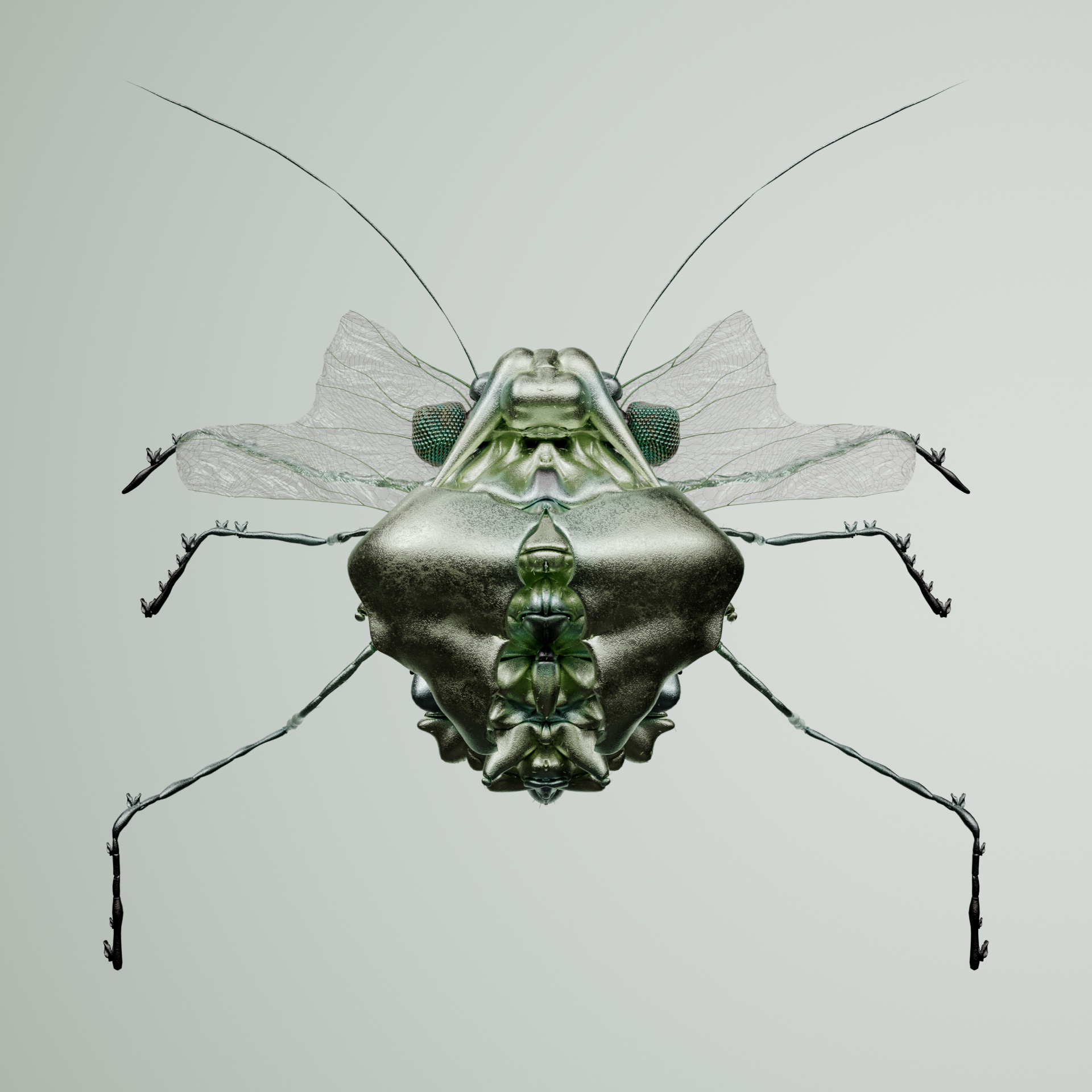 Coleopterapinguis palmone