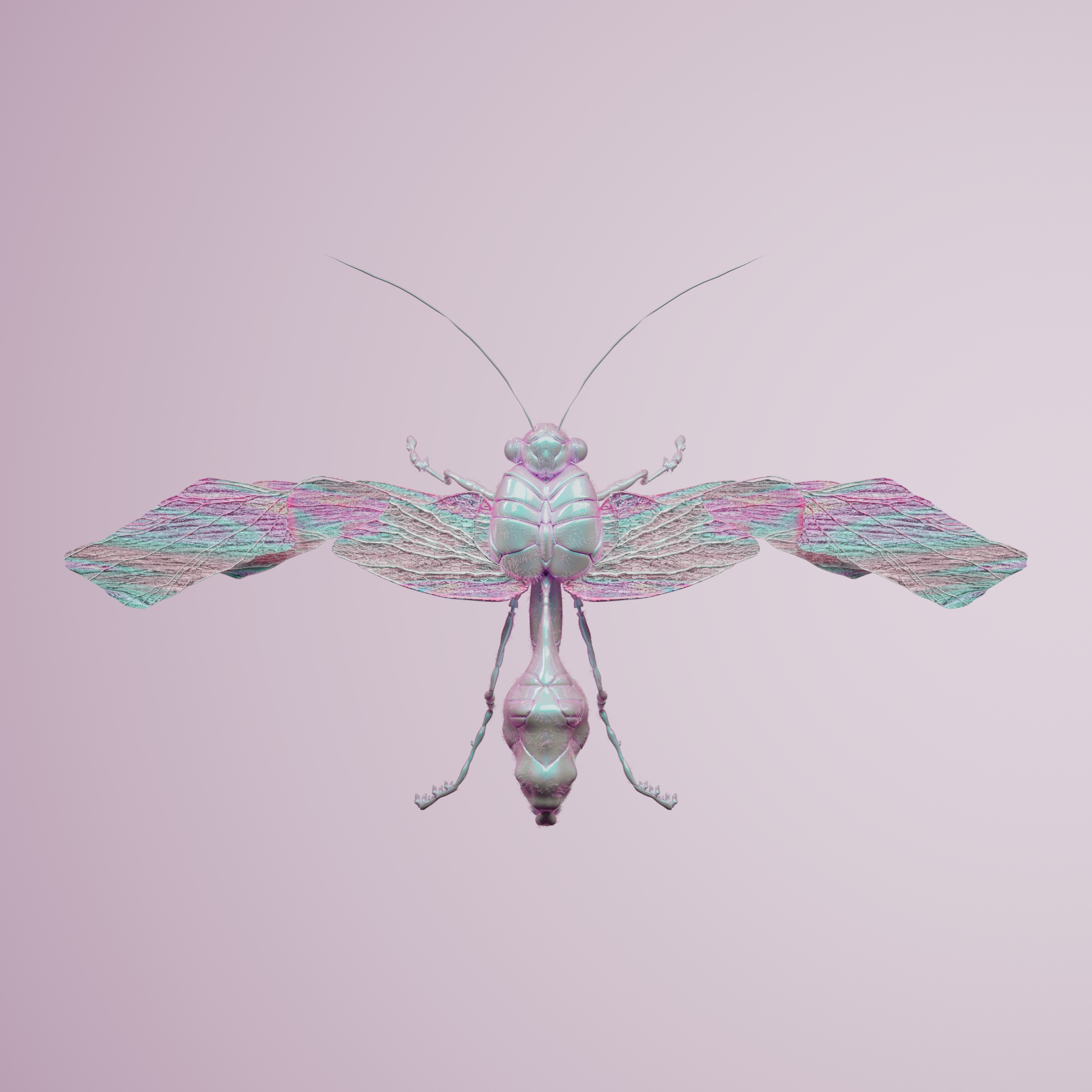 Anisopteravivida magellanus