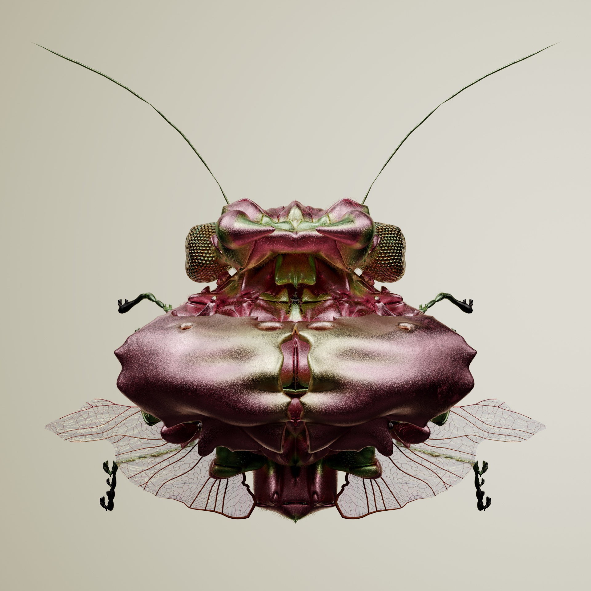 Coleopterapinguis oedipoditus