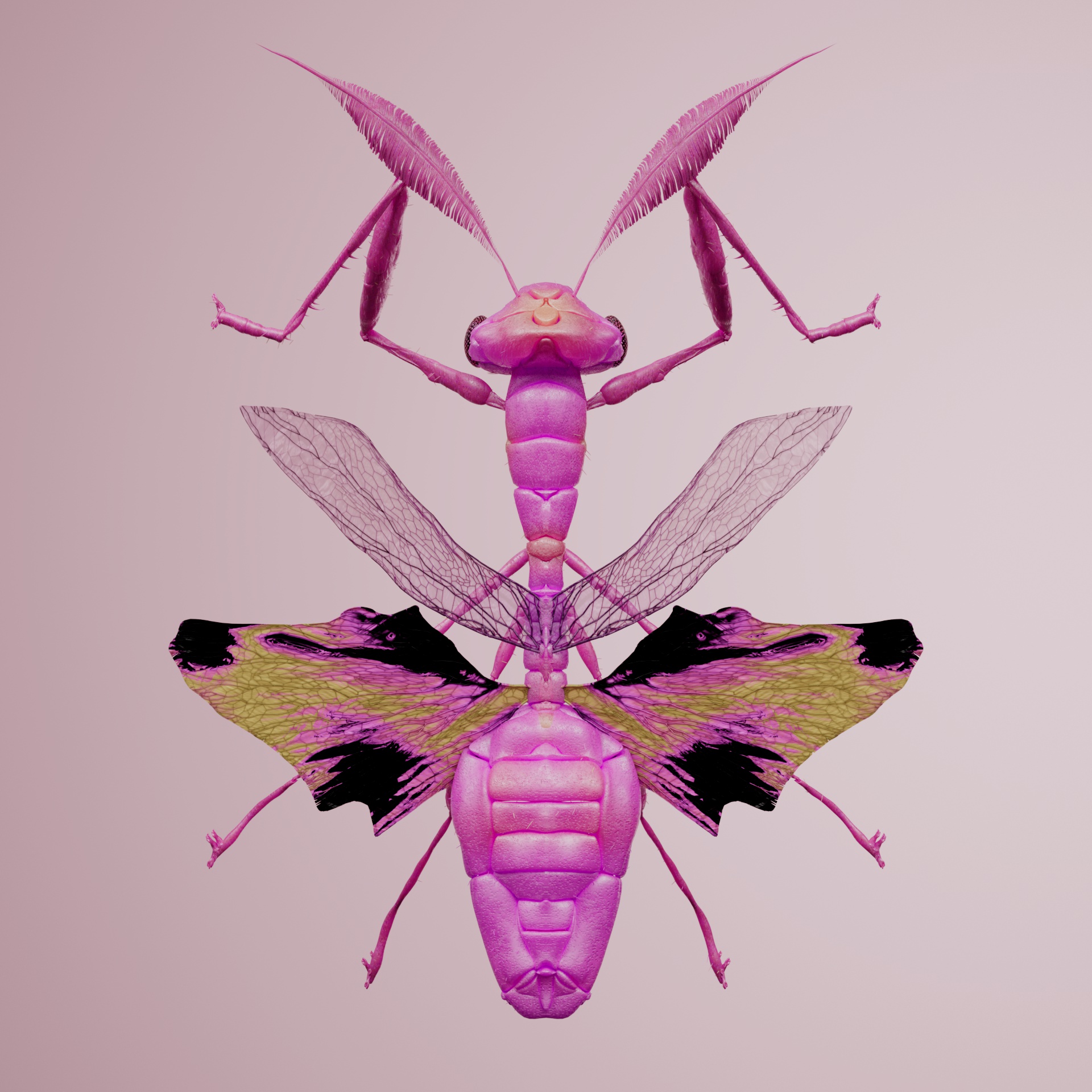 Mantodeapinguis lupatta