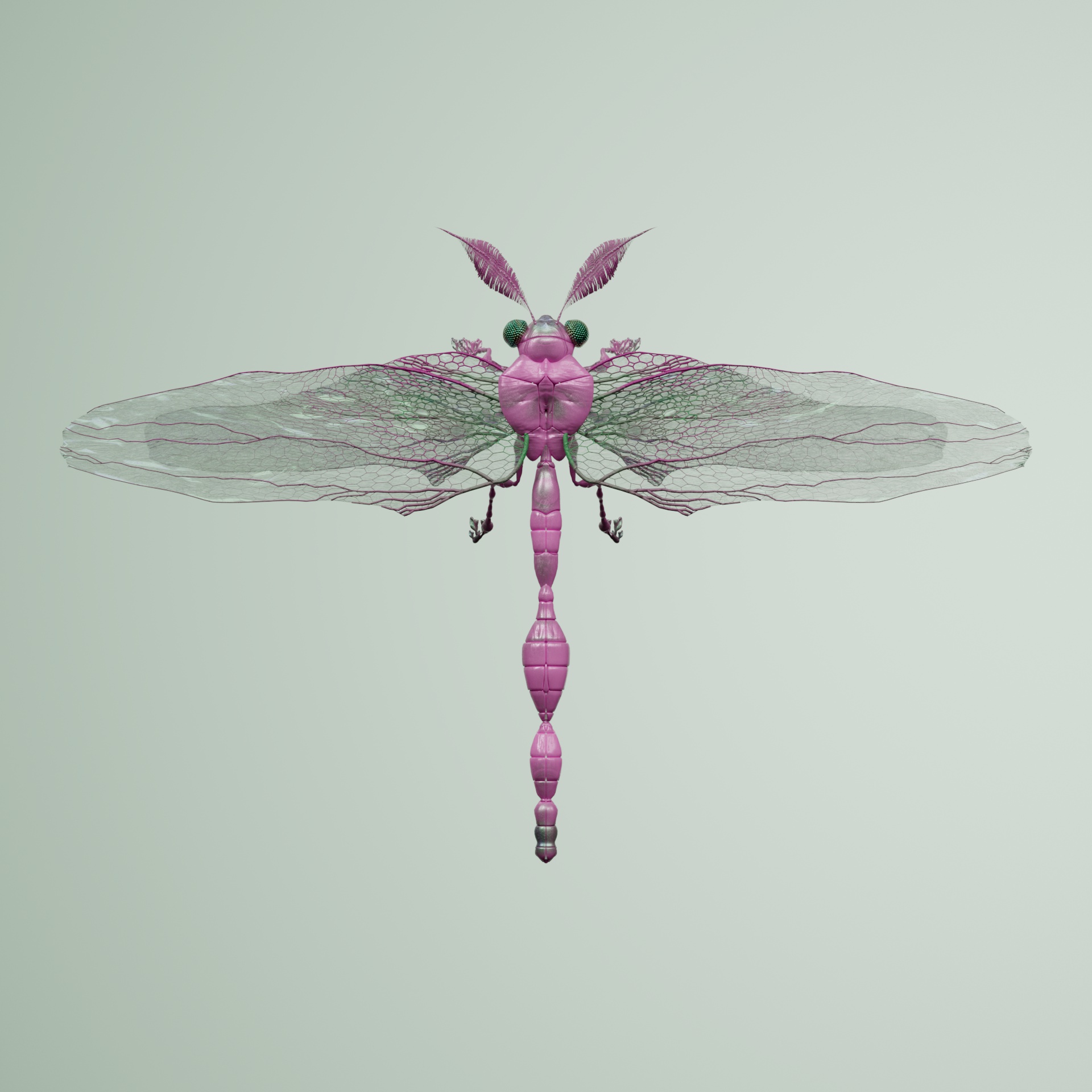 Anisopteraproceritas brachalus